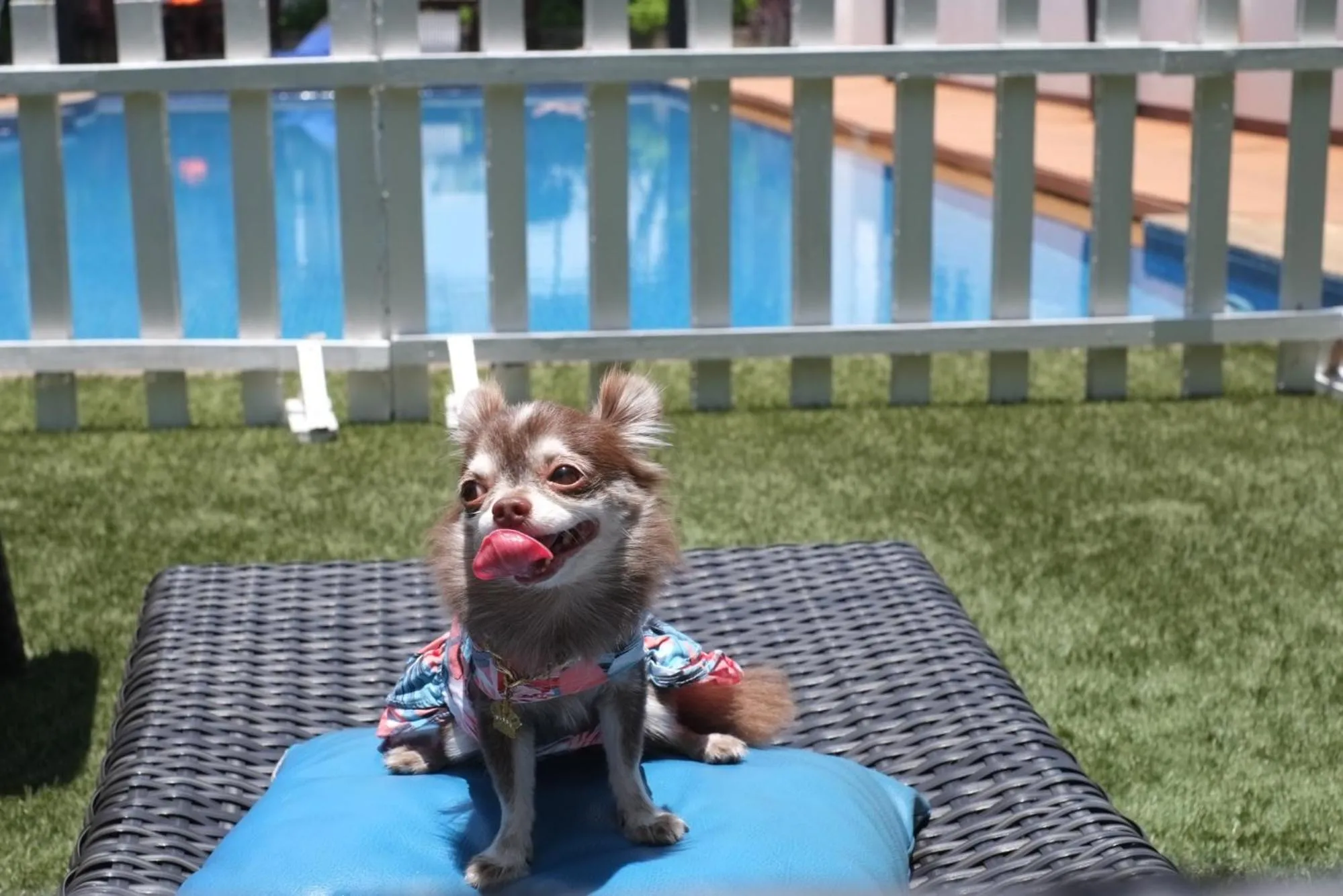 Pets in Grand Asoke Suites Boutique Residence