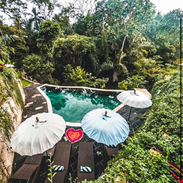 The Jungle Villa Family