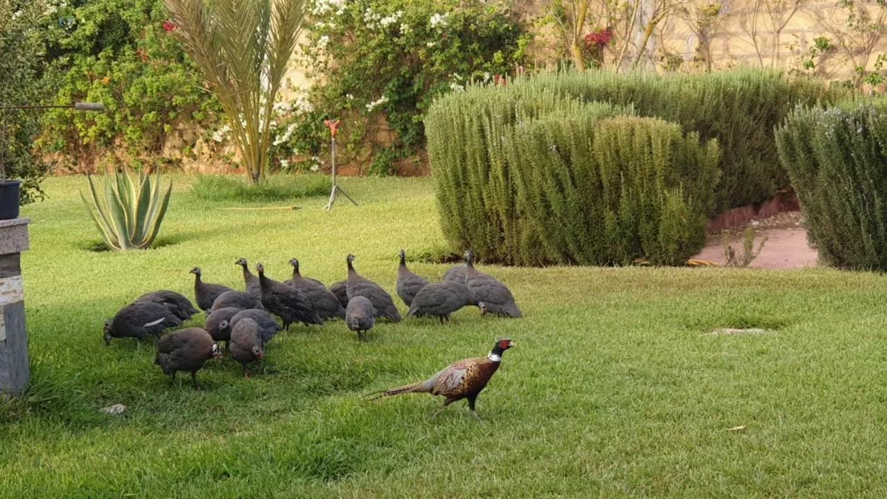Garden in Riad TANJIL