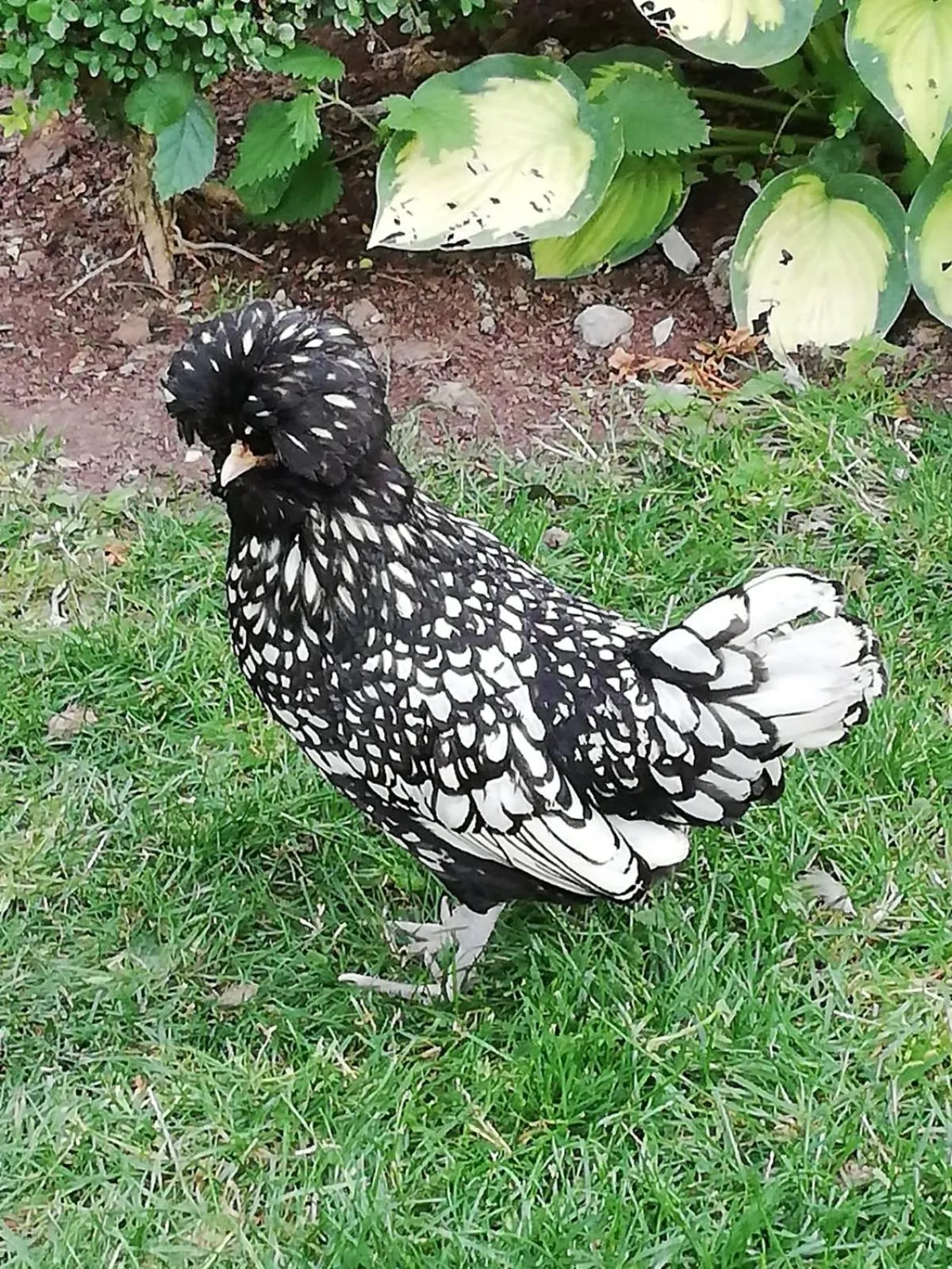 Garden in Manoir des Lions de Tourgéville