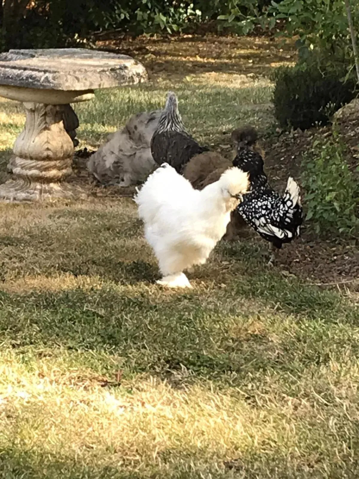 Garden in Manoir des Lions de Tourgéville