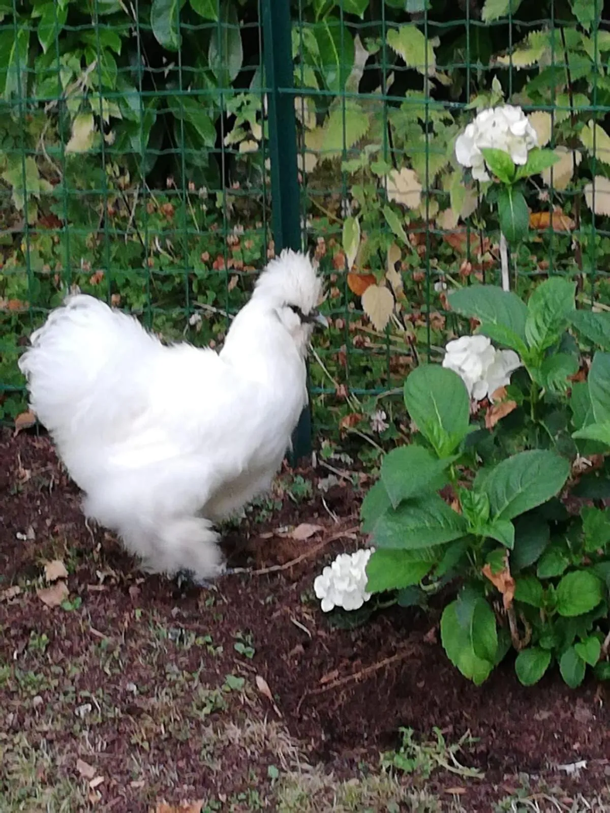 Garden in Manoir des Lions de Tourgéville