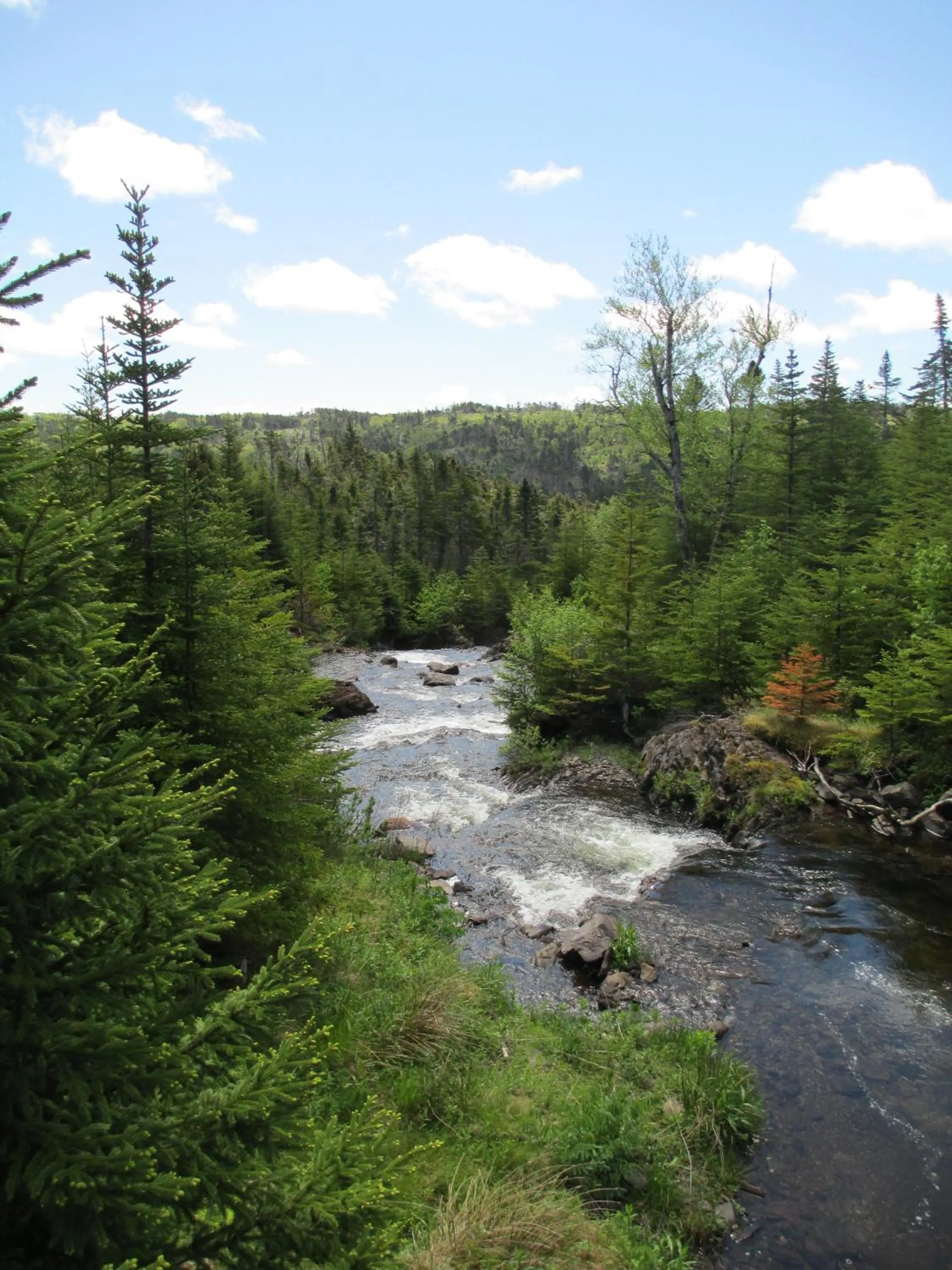 Hiking in The Wilds at Salmonier River