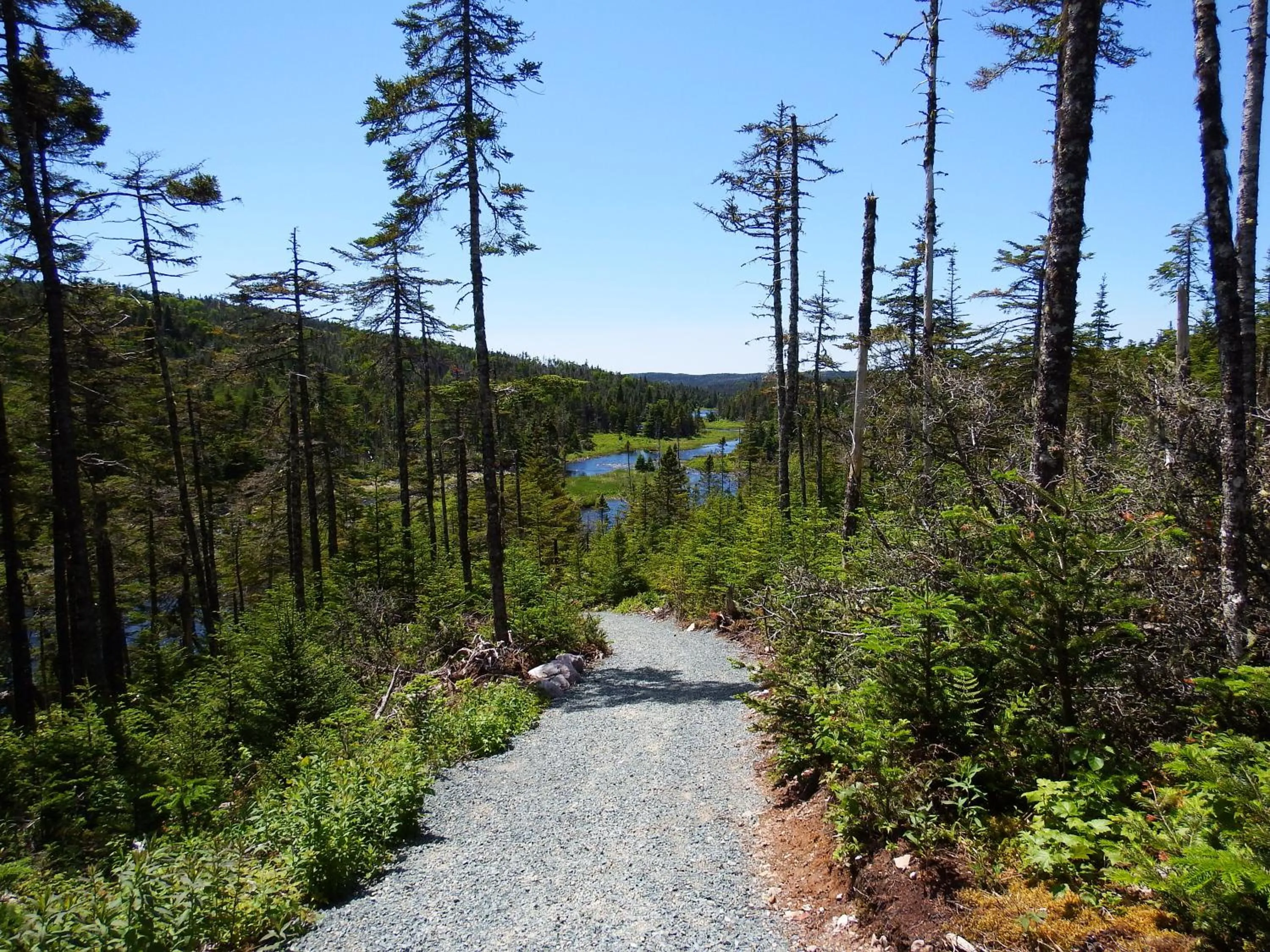 Hiking in The Wilds at Salmonier River