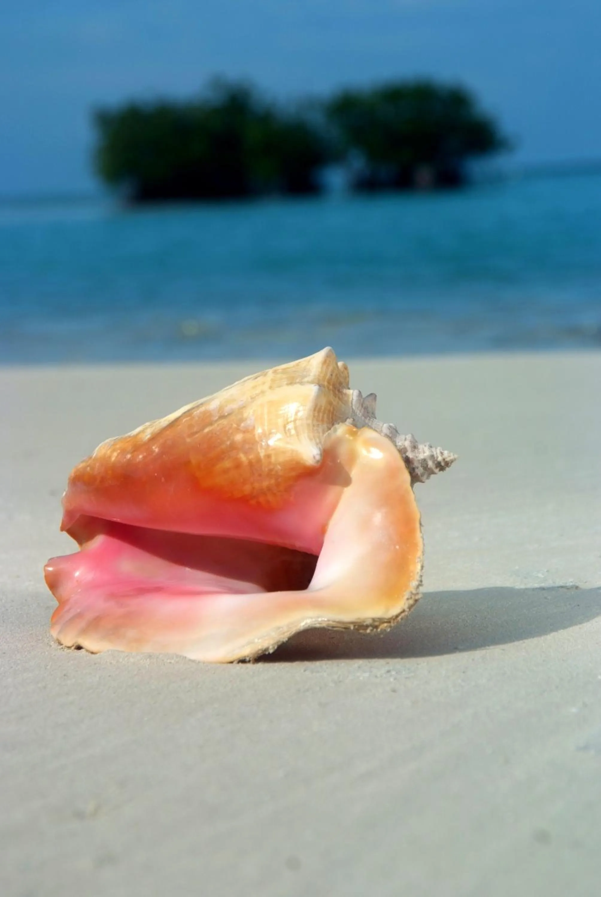 Beach in Shaka Caye All inclusive Resort