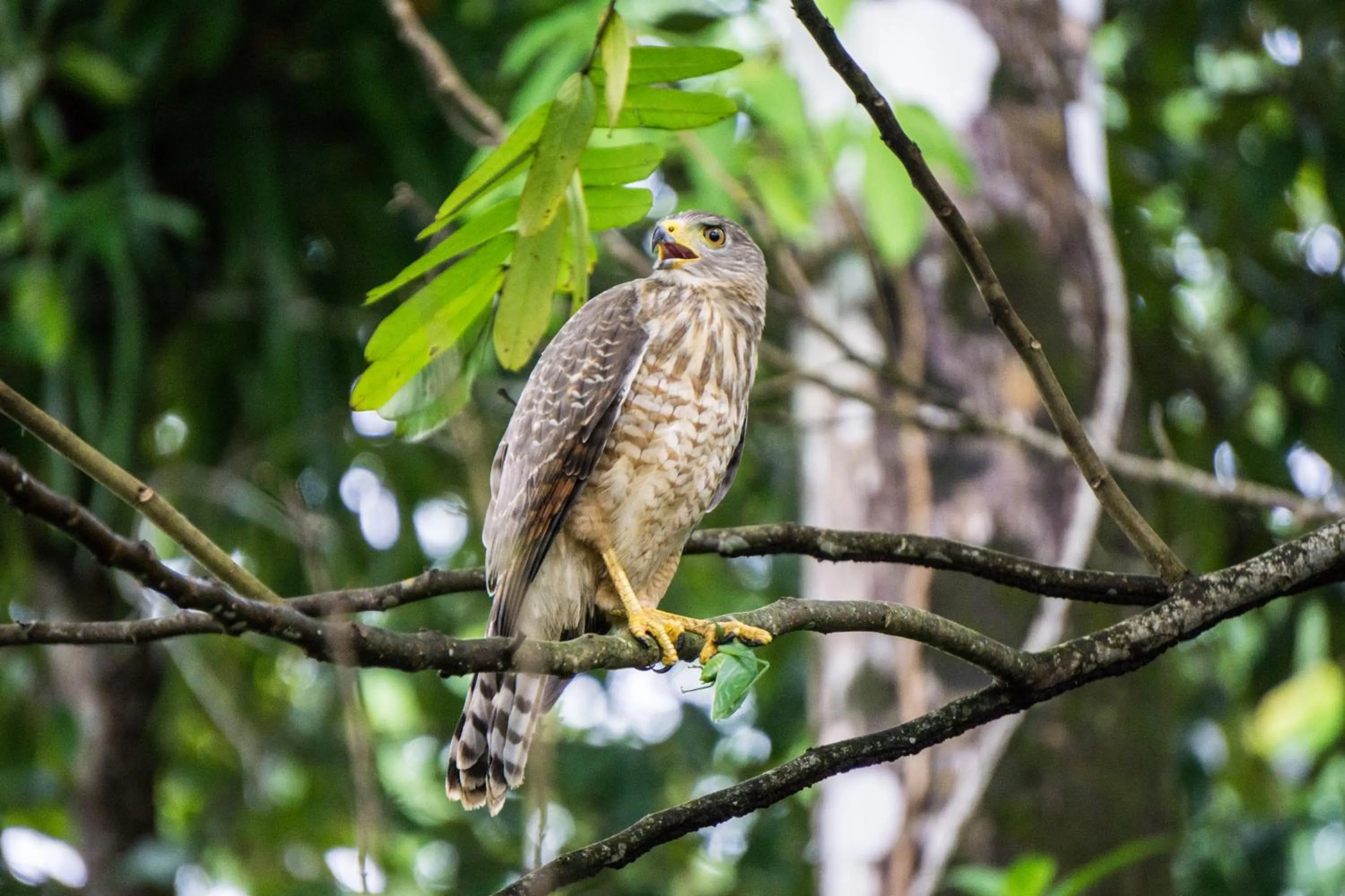 Red Frog Beach Island Resort
