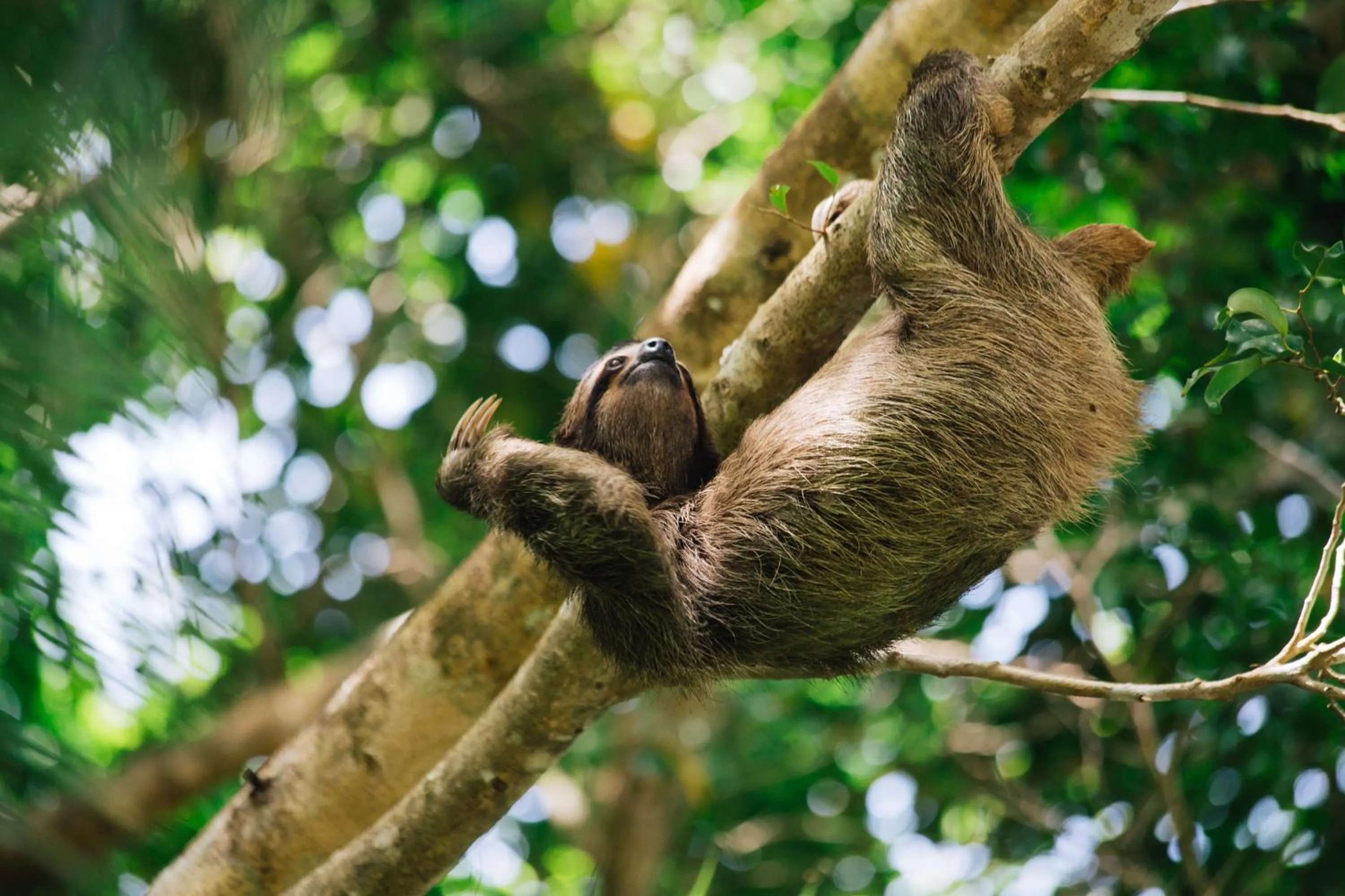 Red Frog Beach Island Resort