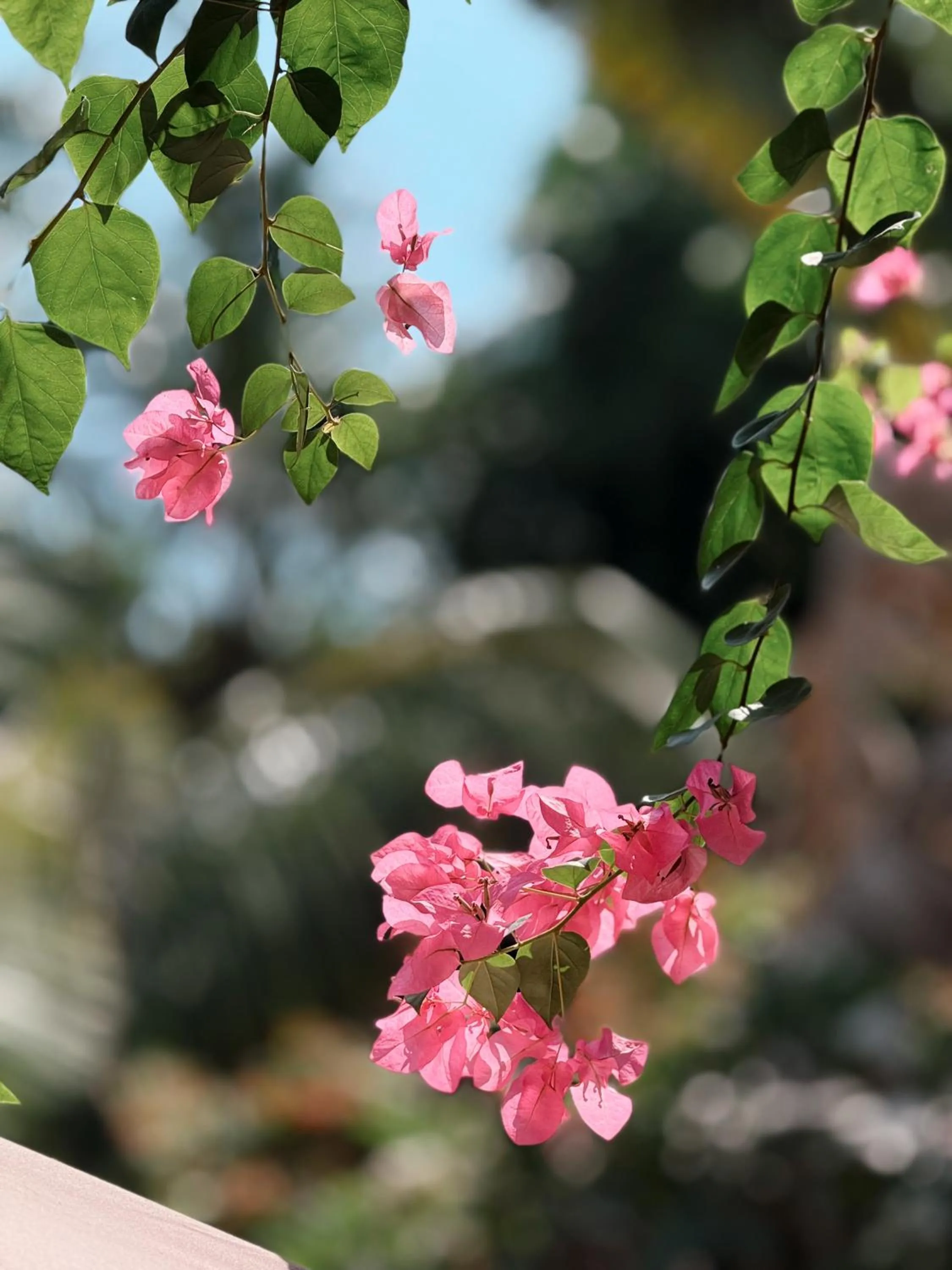 Garden in Maison 557