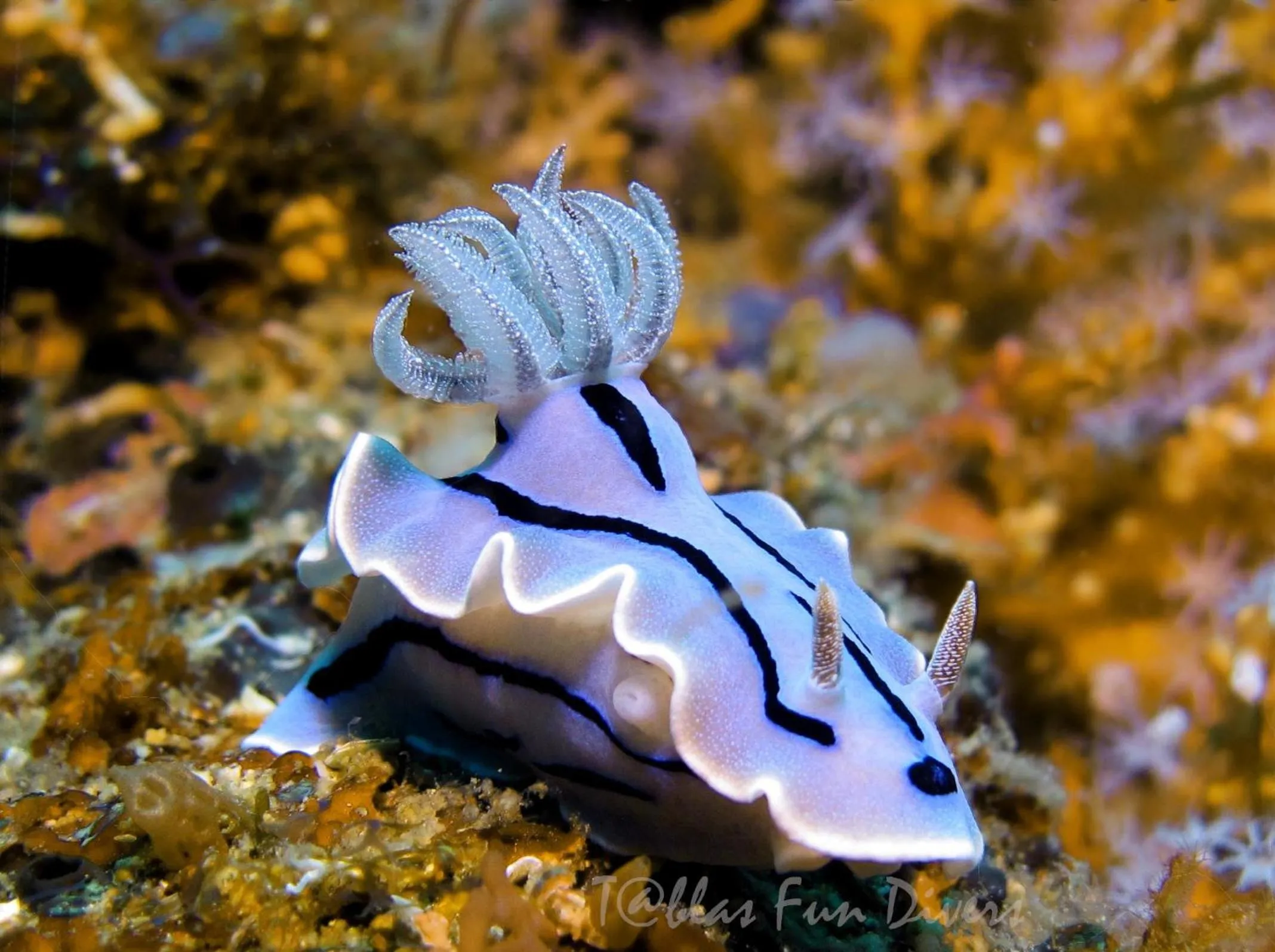 Activities in Binucot Beach Resort