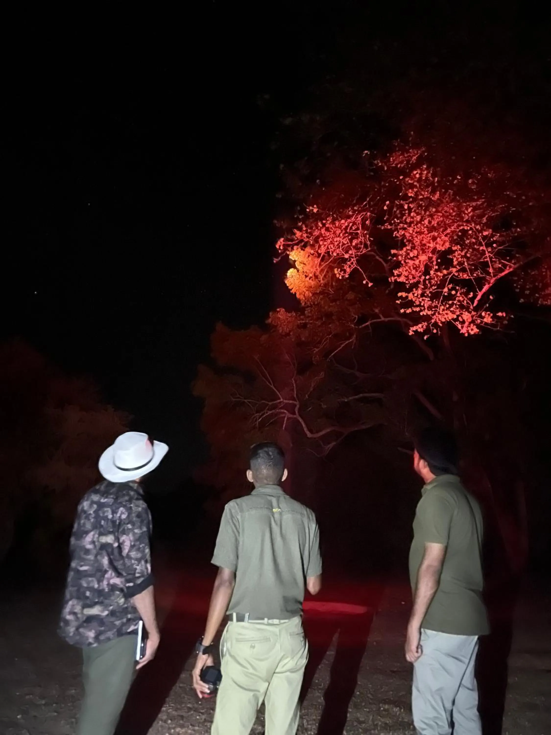 Night in Big Game - Wilpattu by Eco Team