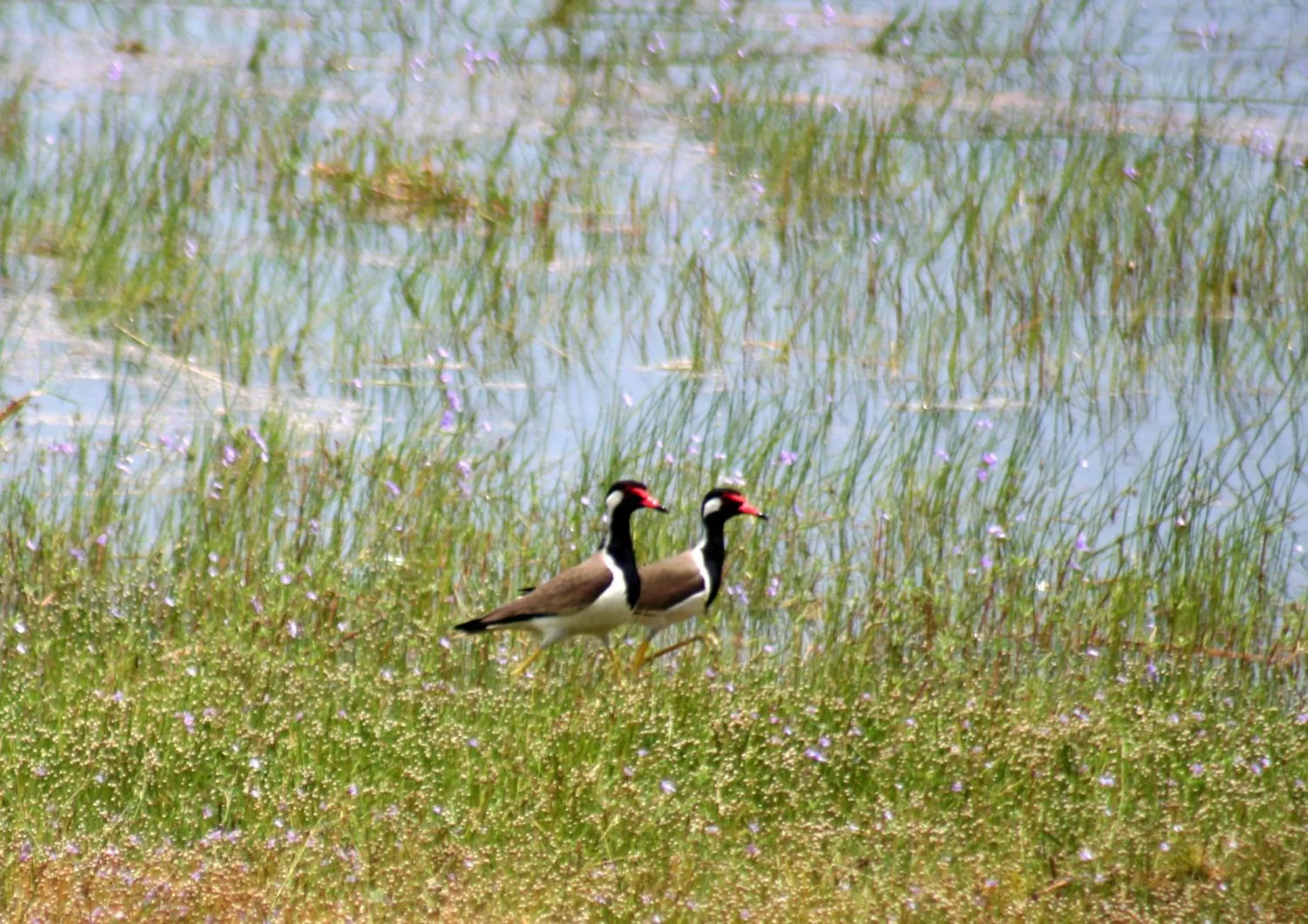Area and facilities in Big Game - Wilpattu by Eco Team