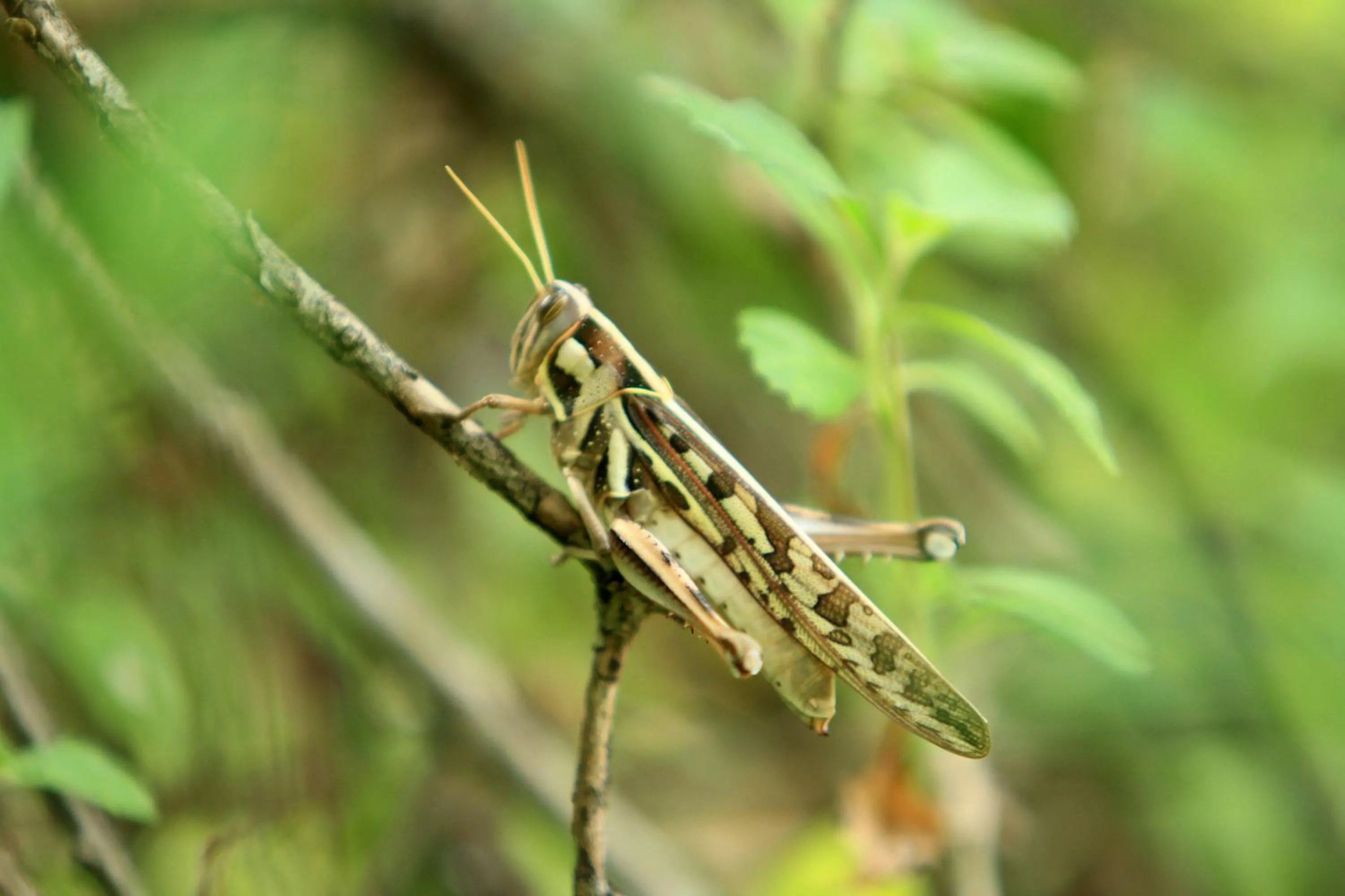 Area and facilities in Big Game - Wilpattu by Eco Team