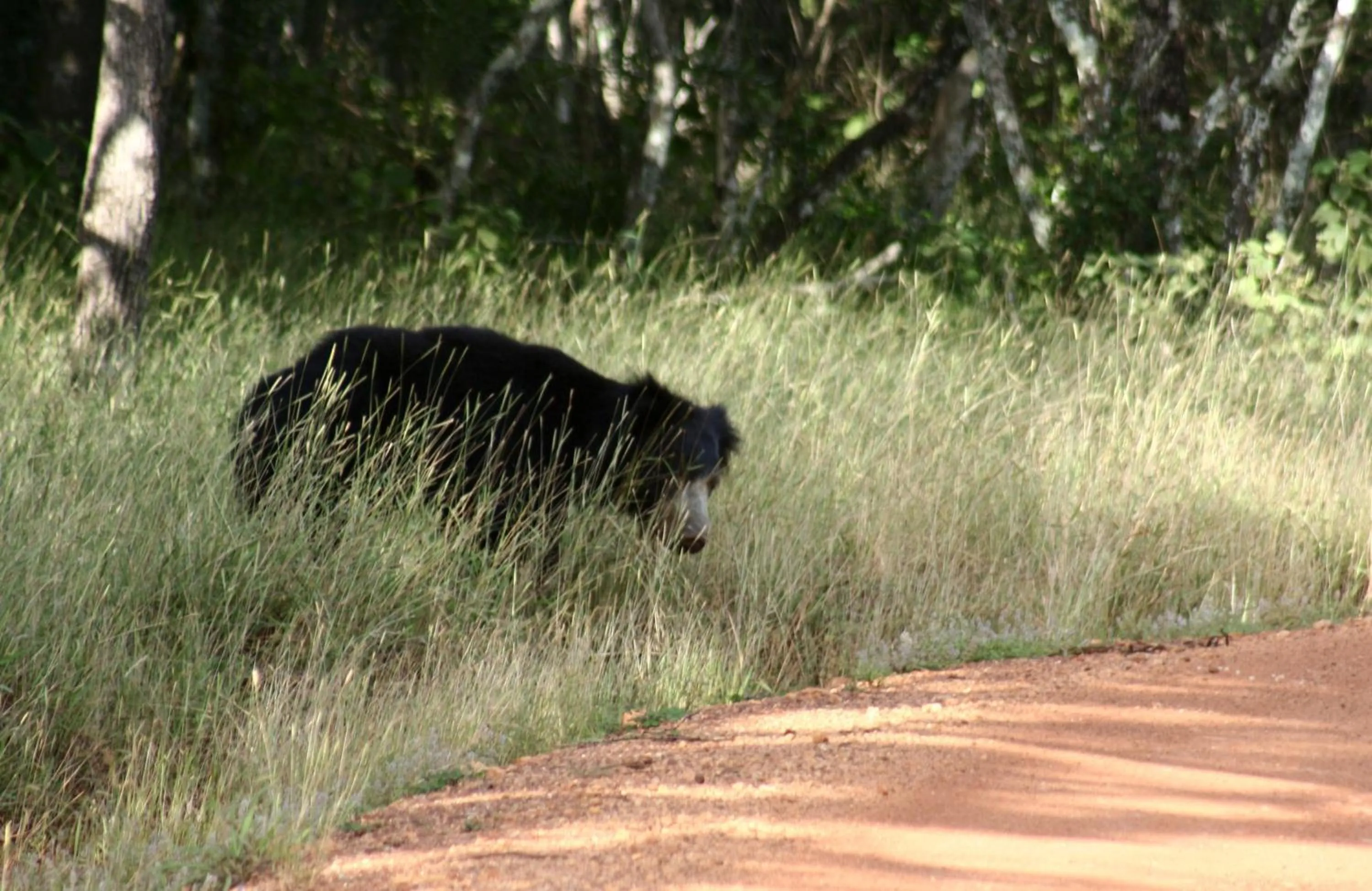 Area and facilities in Big Game - Wilpattu by Eco Team
