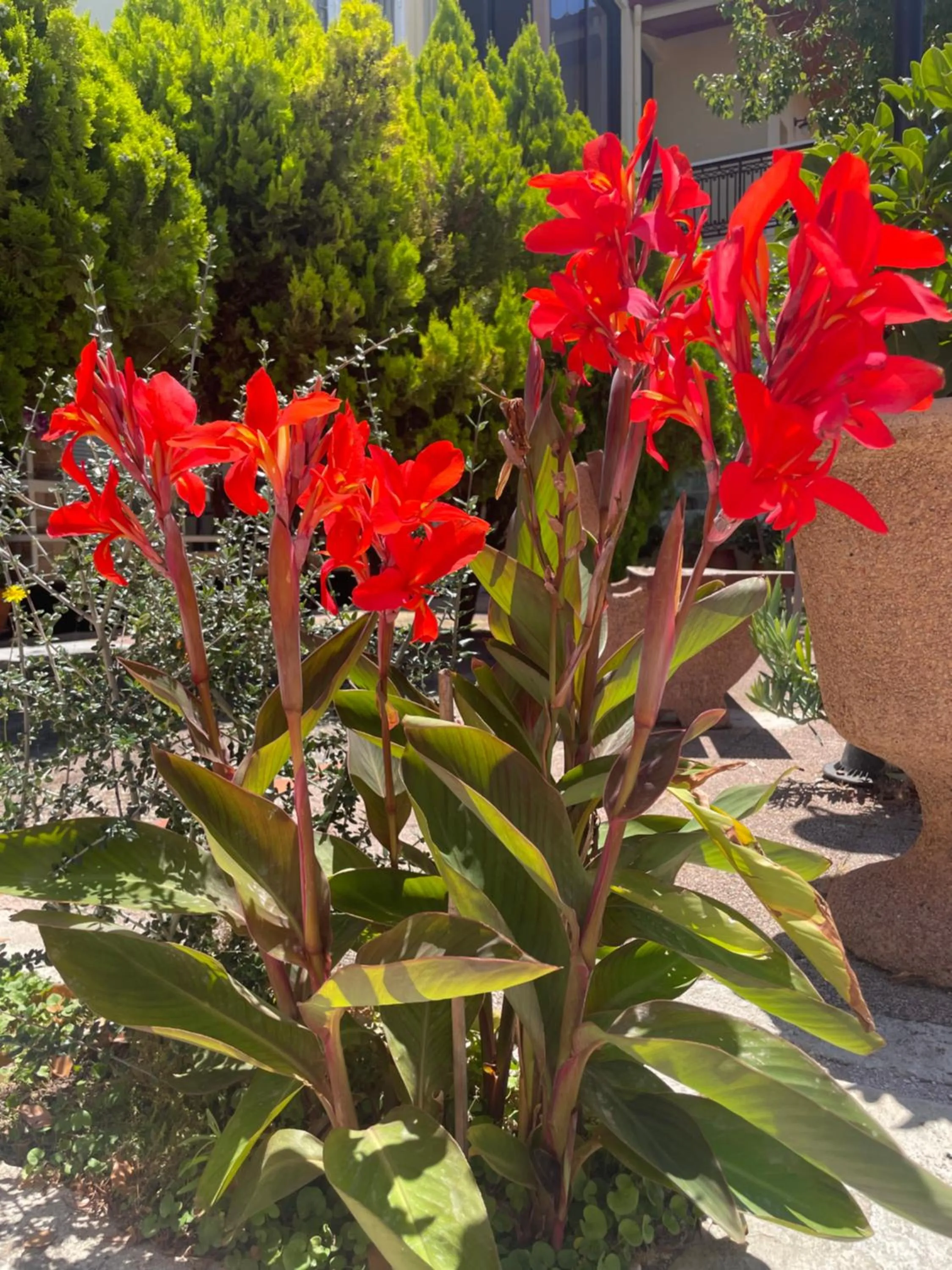 Garden in Vasilios Marinos Rooms