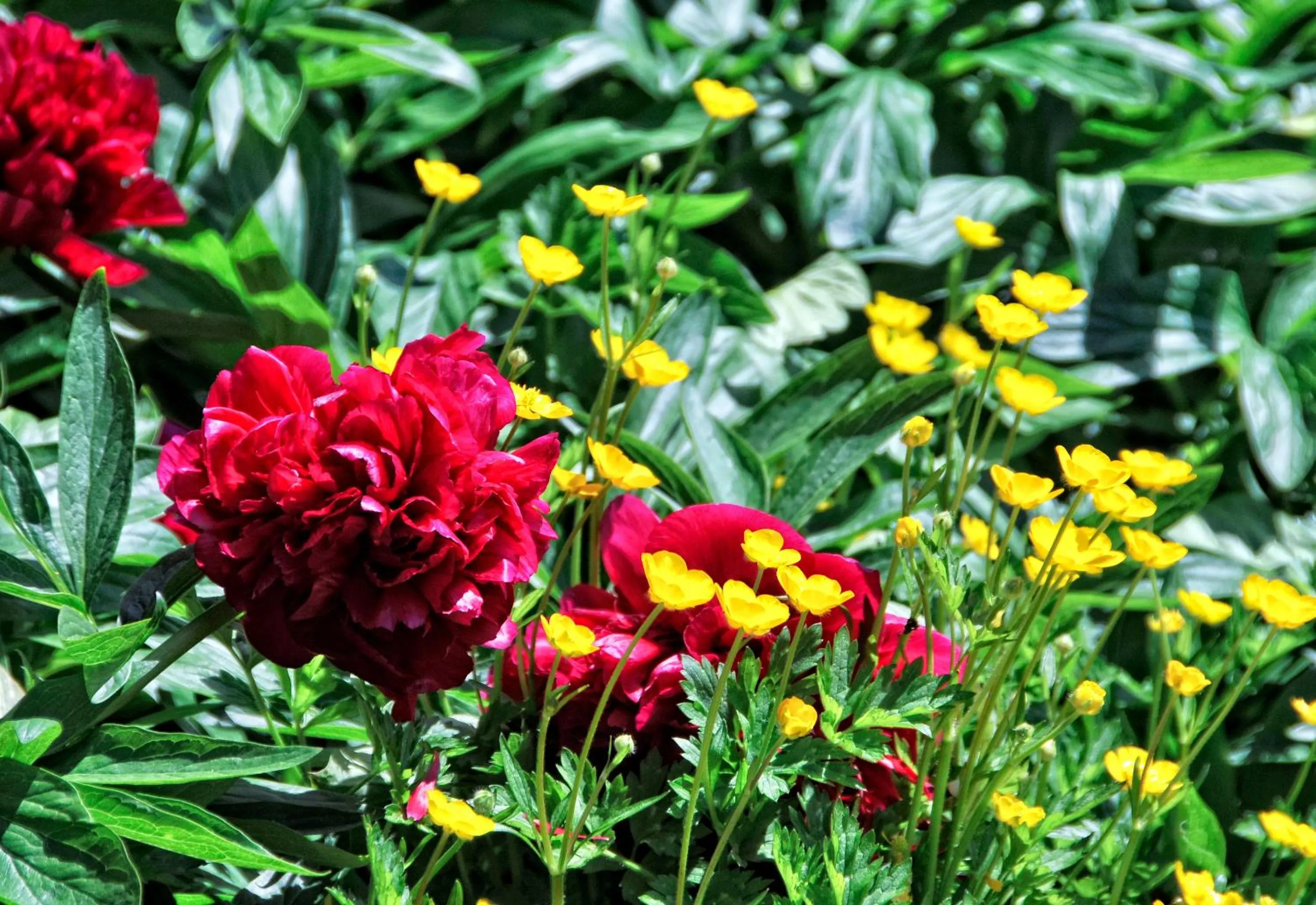 Garden view in The Swallows Rest Bed & Breakfast