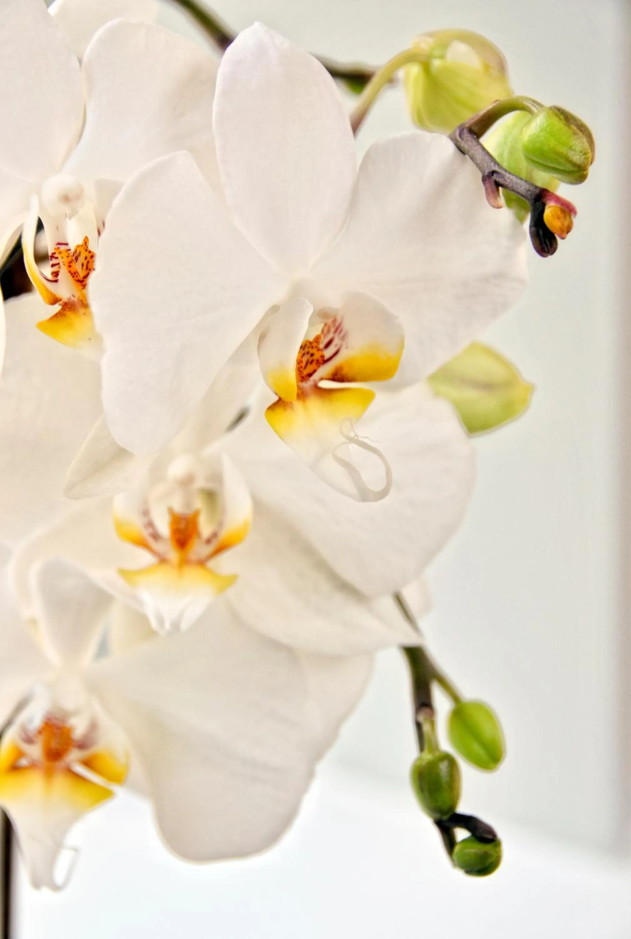 Bedroom in The Swallows Rest Bed & Breakfast