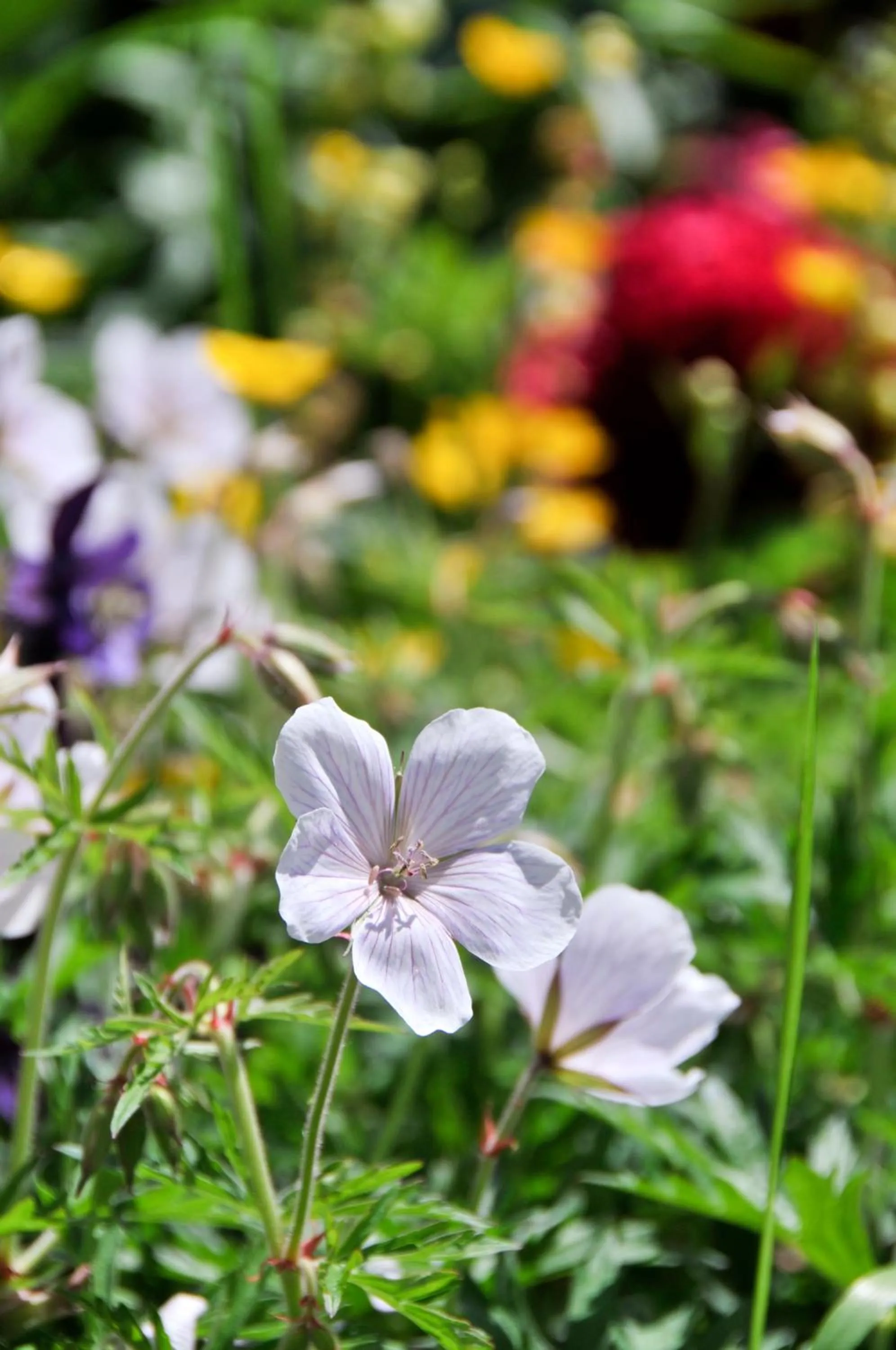 Garden in The Swallows Rest Bed & Breakfast