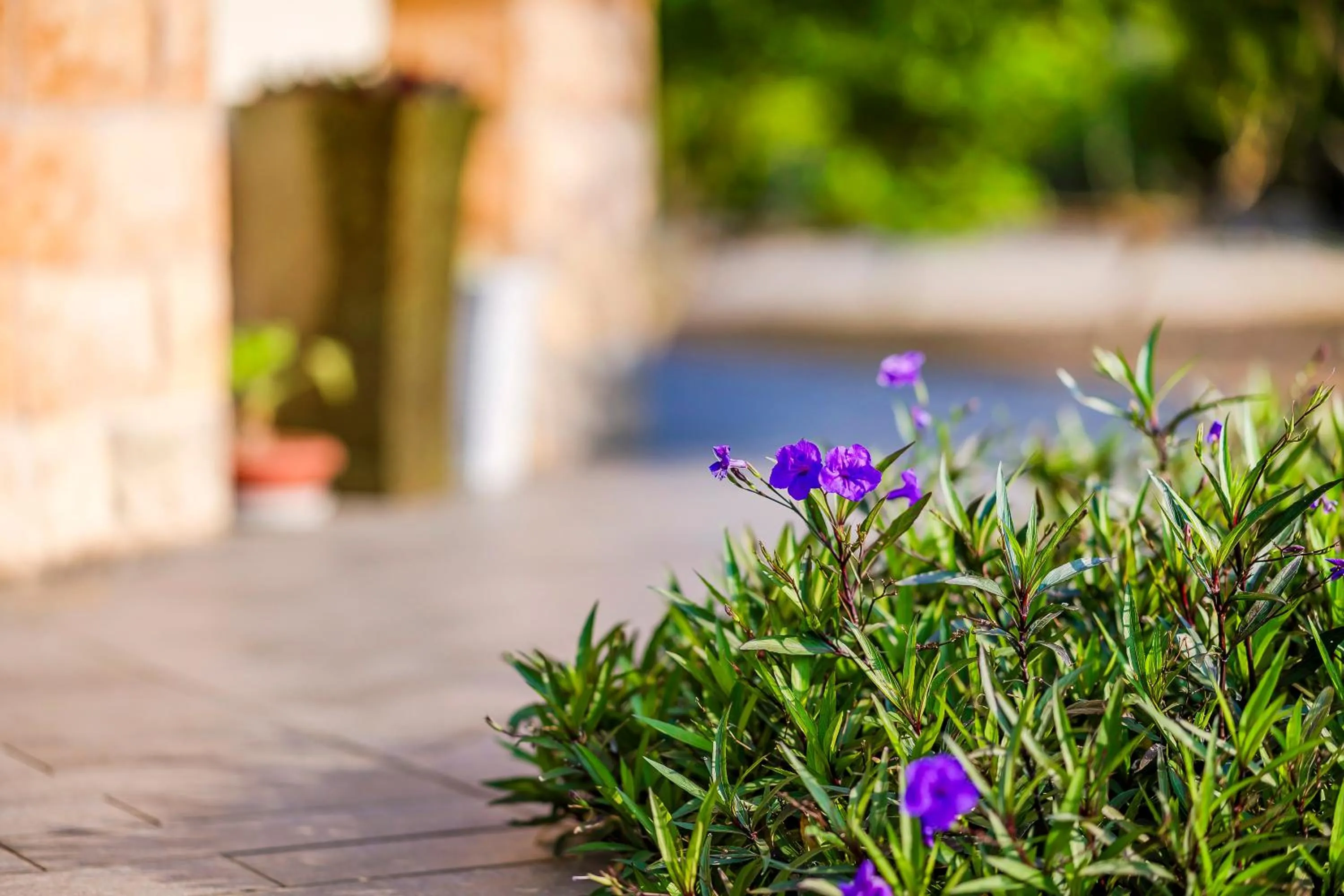 Garden view in Southern Sun Homestay North