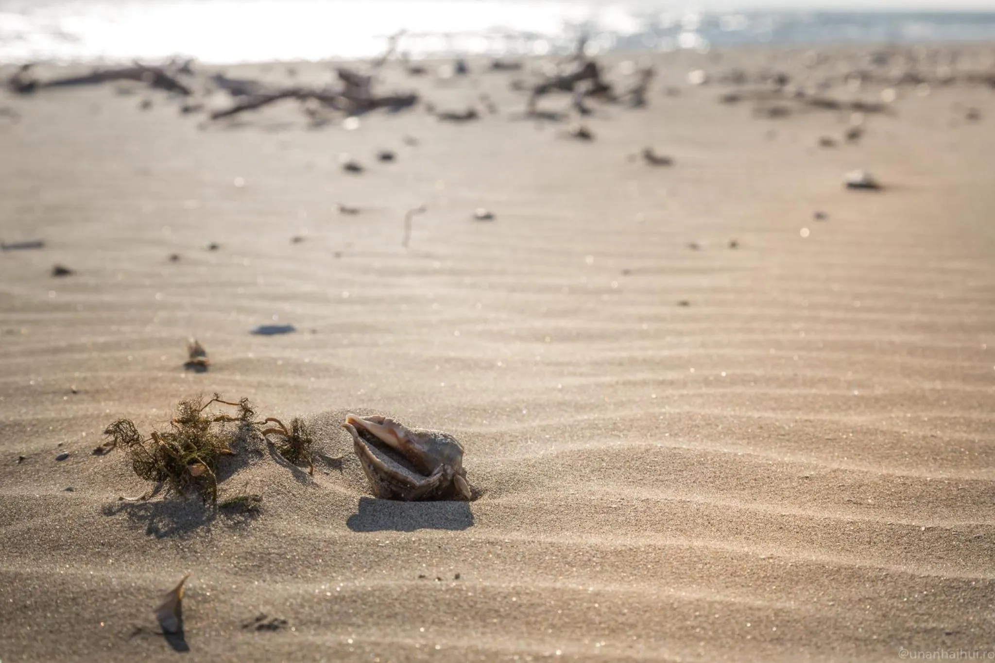 Beach in Green Village Resort