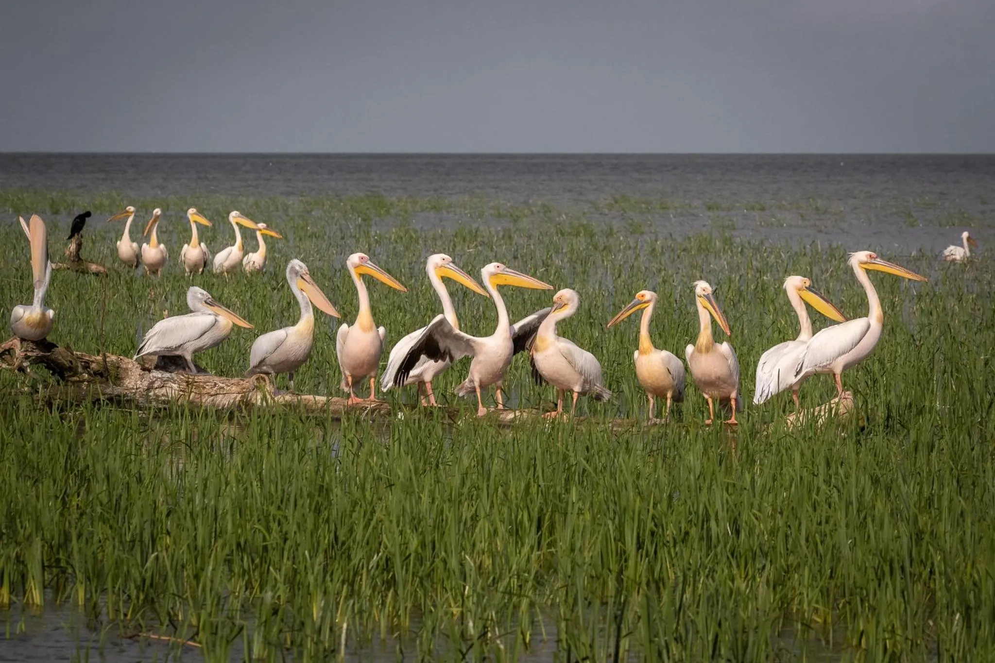 Natural landscape in Green Village Resort