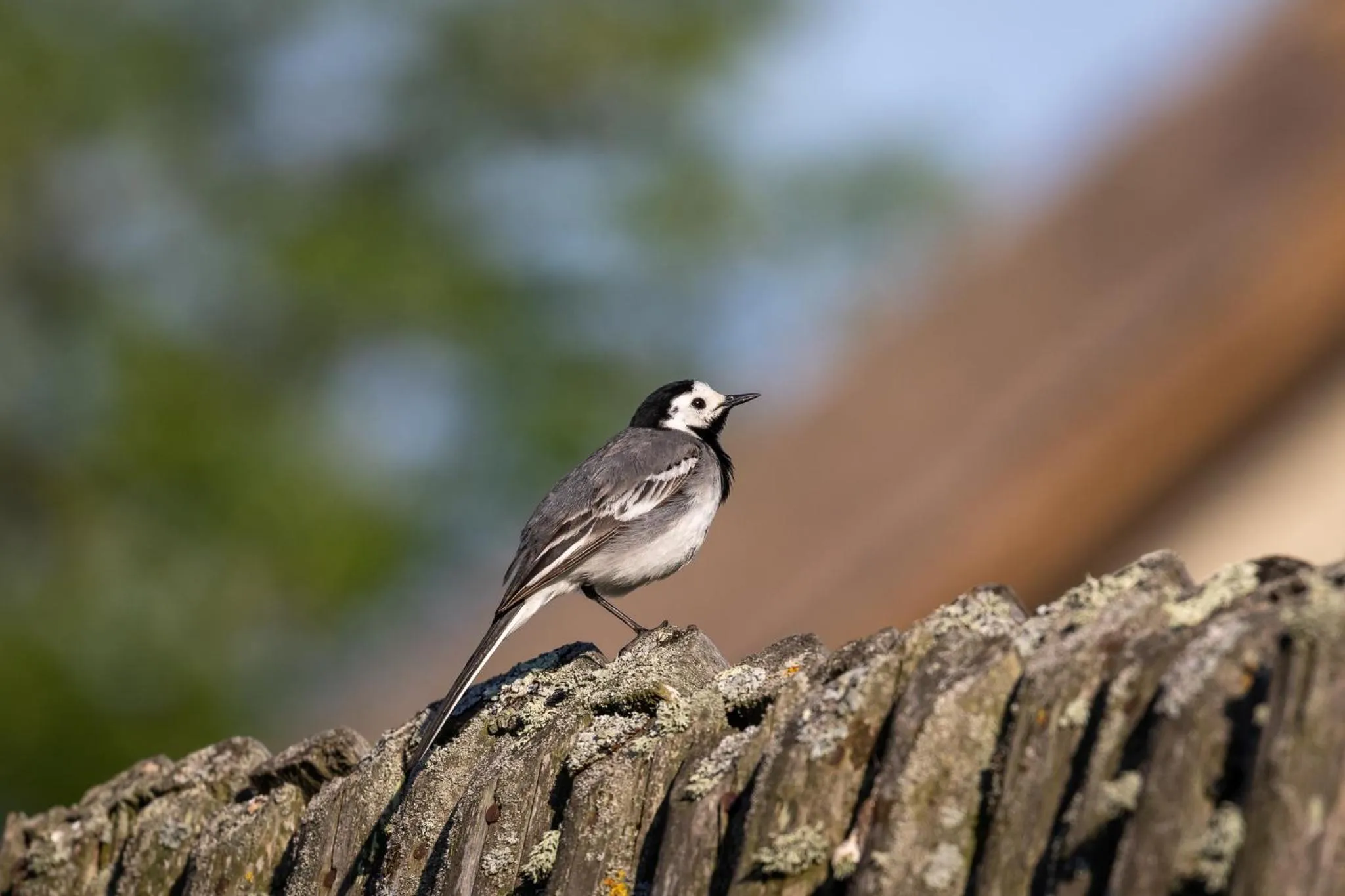 Day in Green Village Resort