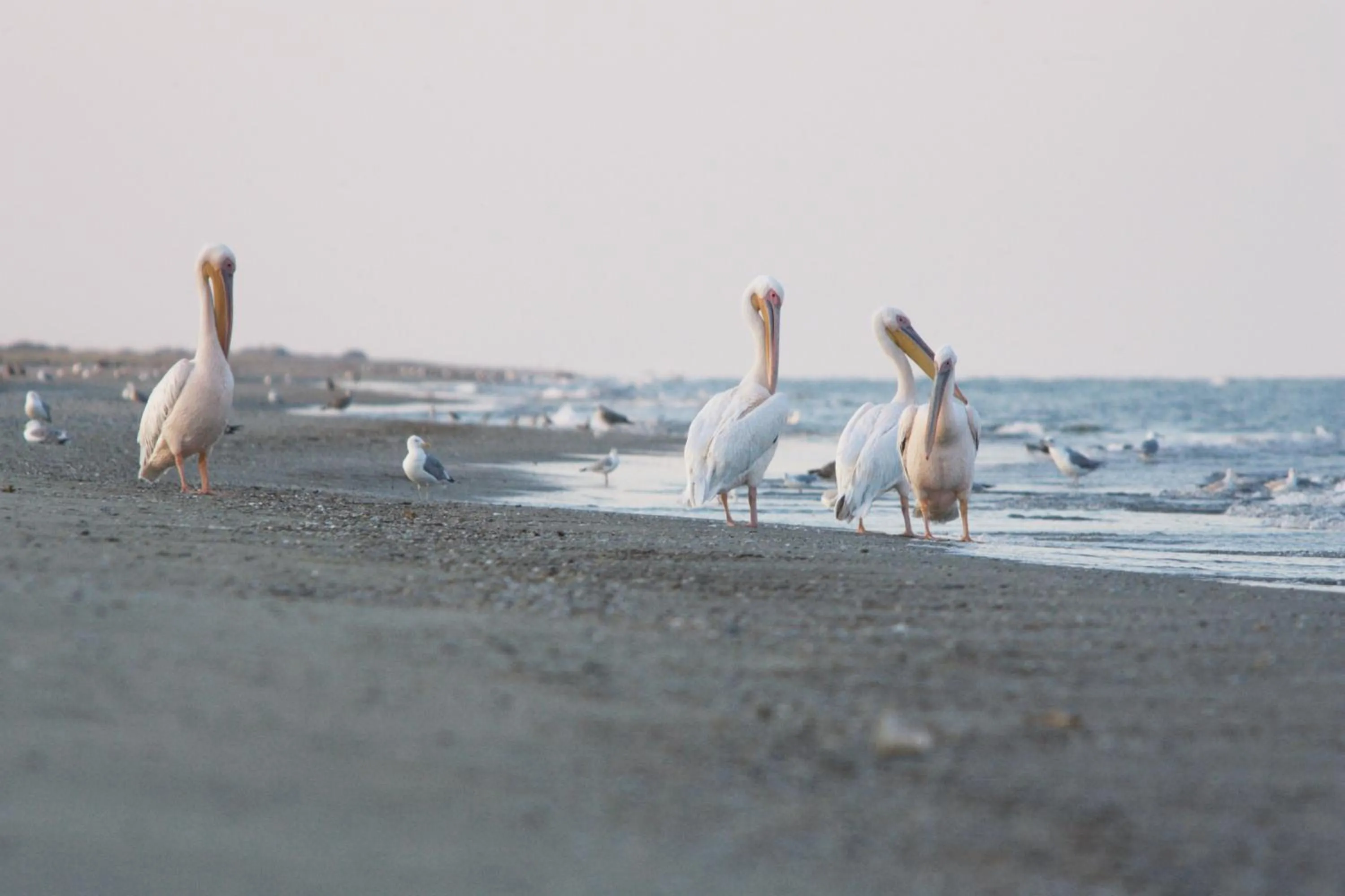 Natural landscape in Green Village Resort