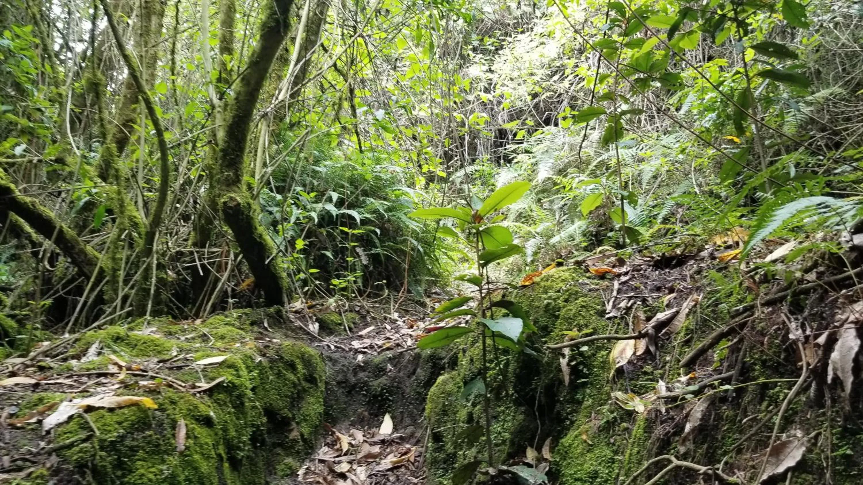 Hiking in Hacienda San Isidro Trails & Experiences