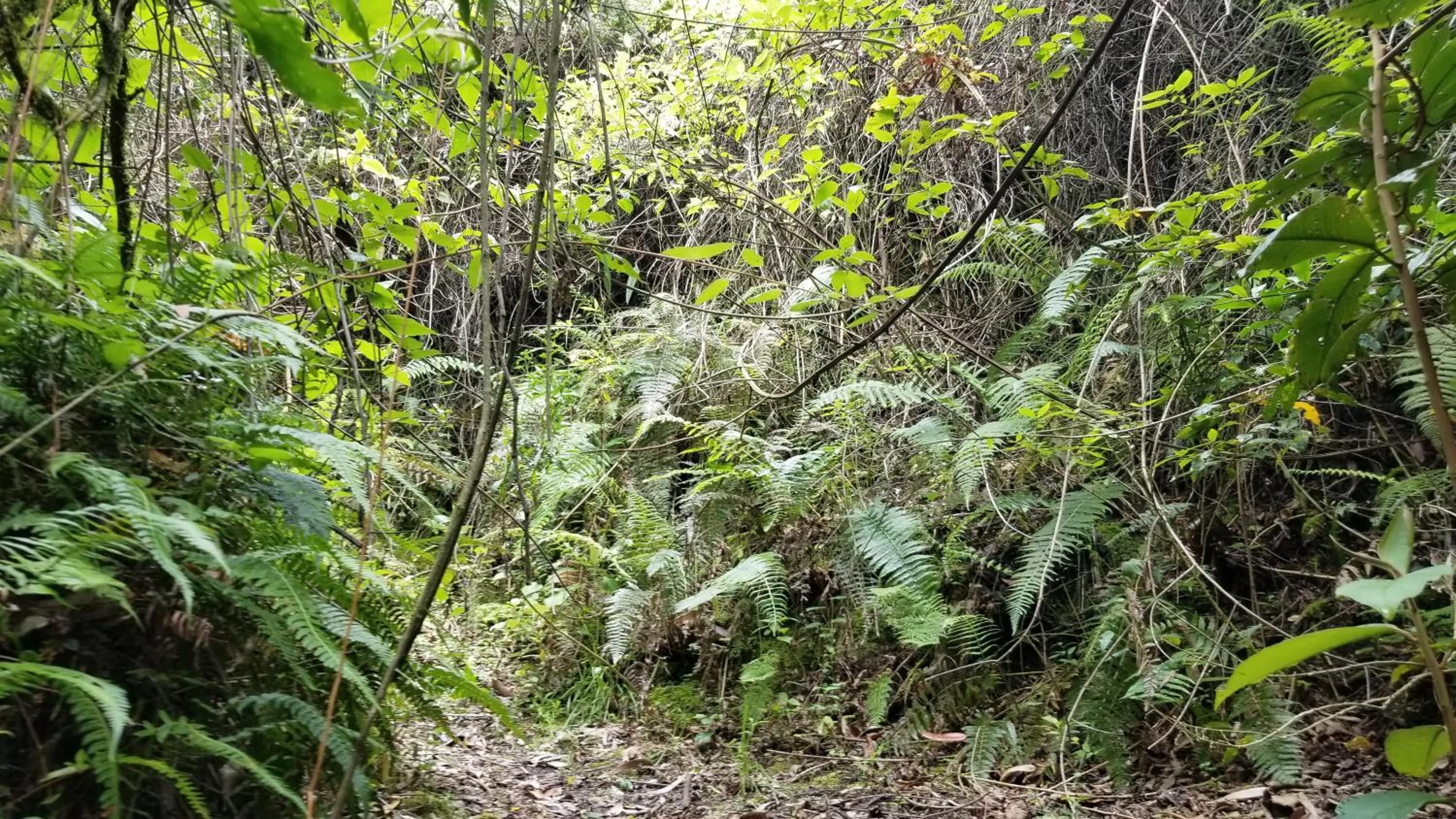 Hiking in Hacienda San Isidro Trails & Experiences