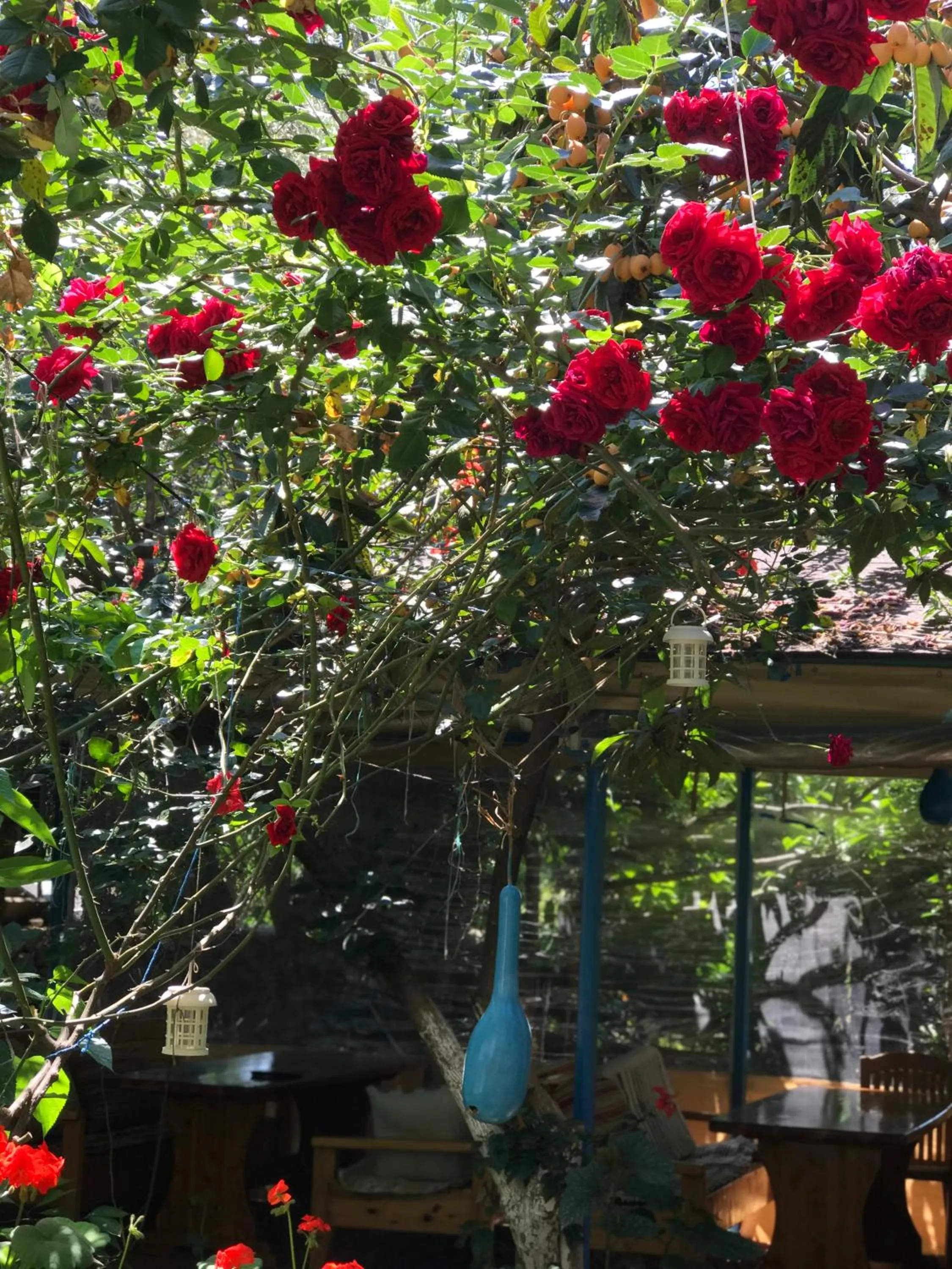 Garden view in Likya Pansiyon