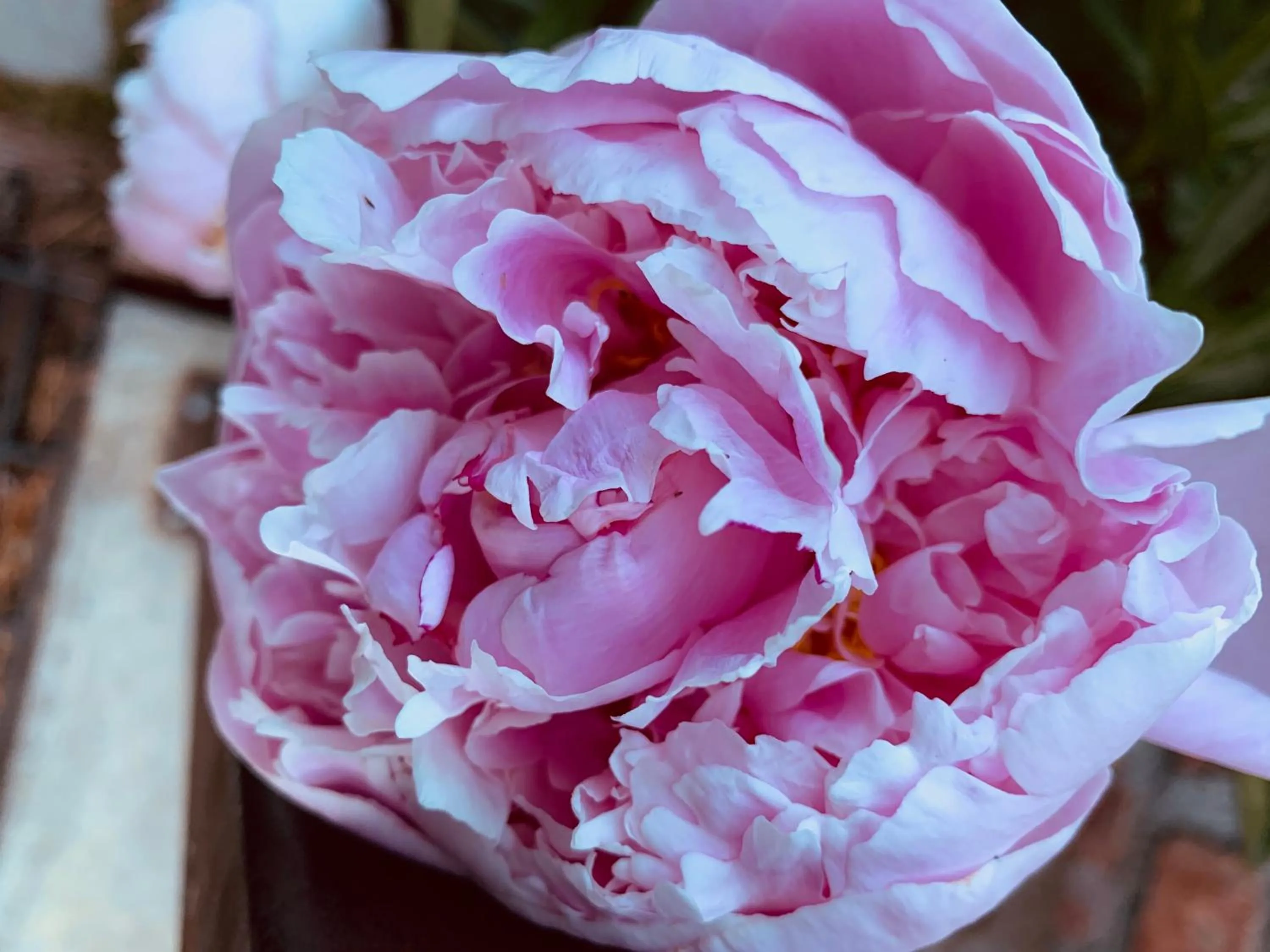 Summer in Lake View Lodge