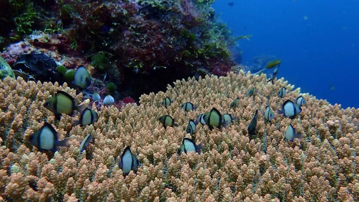 Wakatobi Patuno Diving and Beach Resort by SAHID