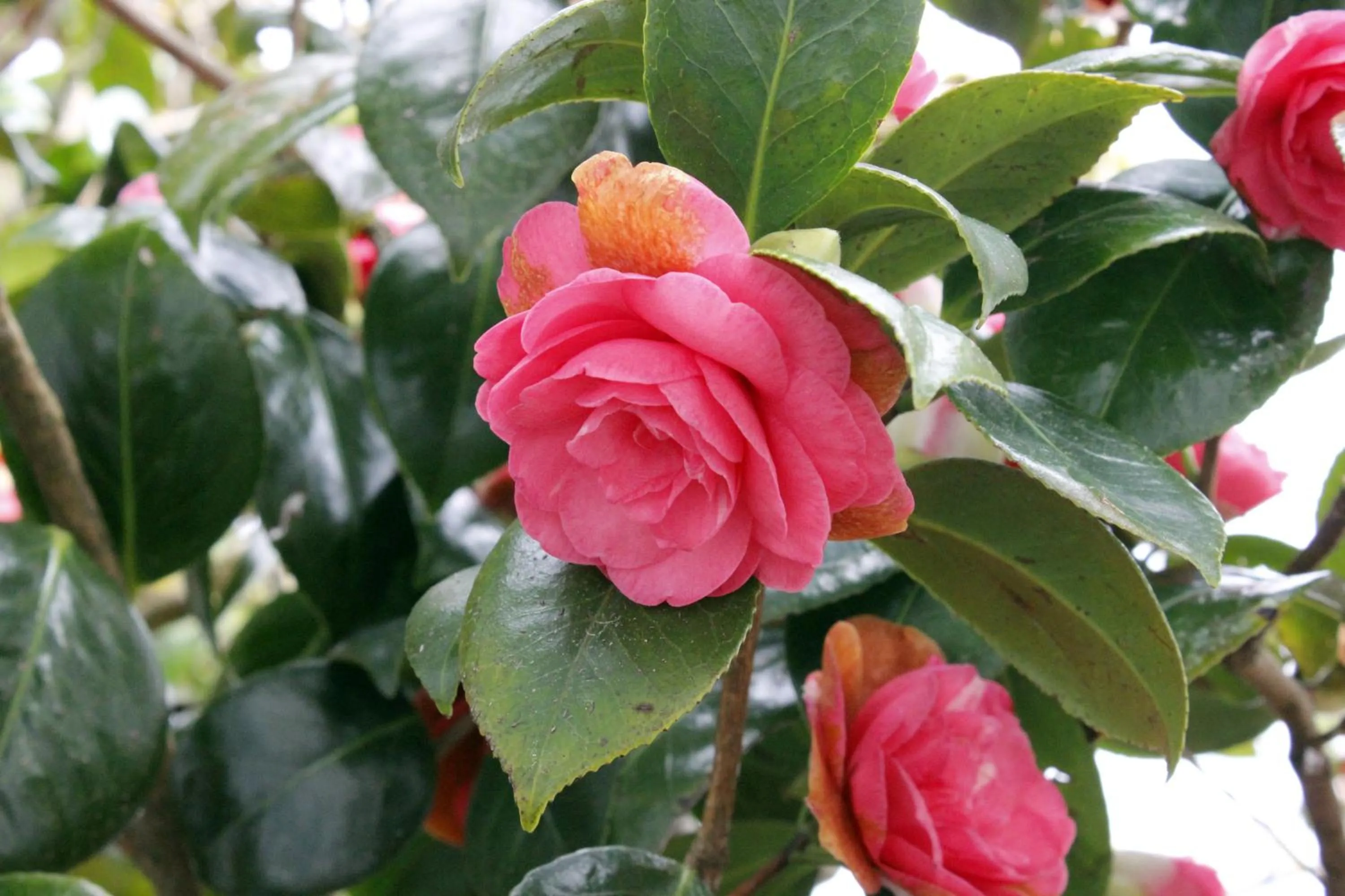 Garden in Colonial Motel