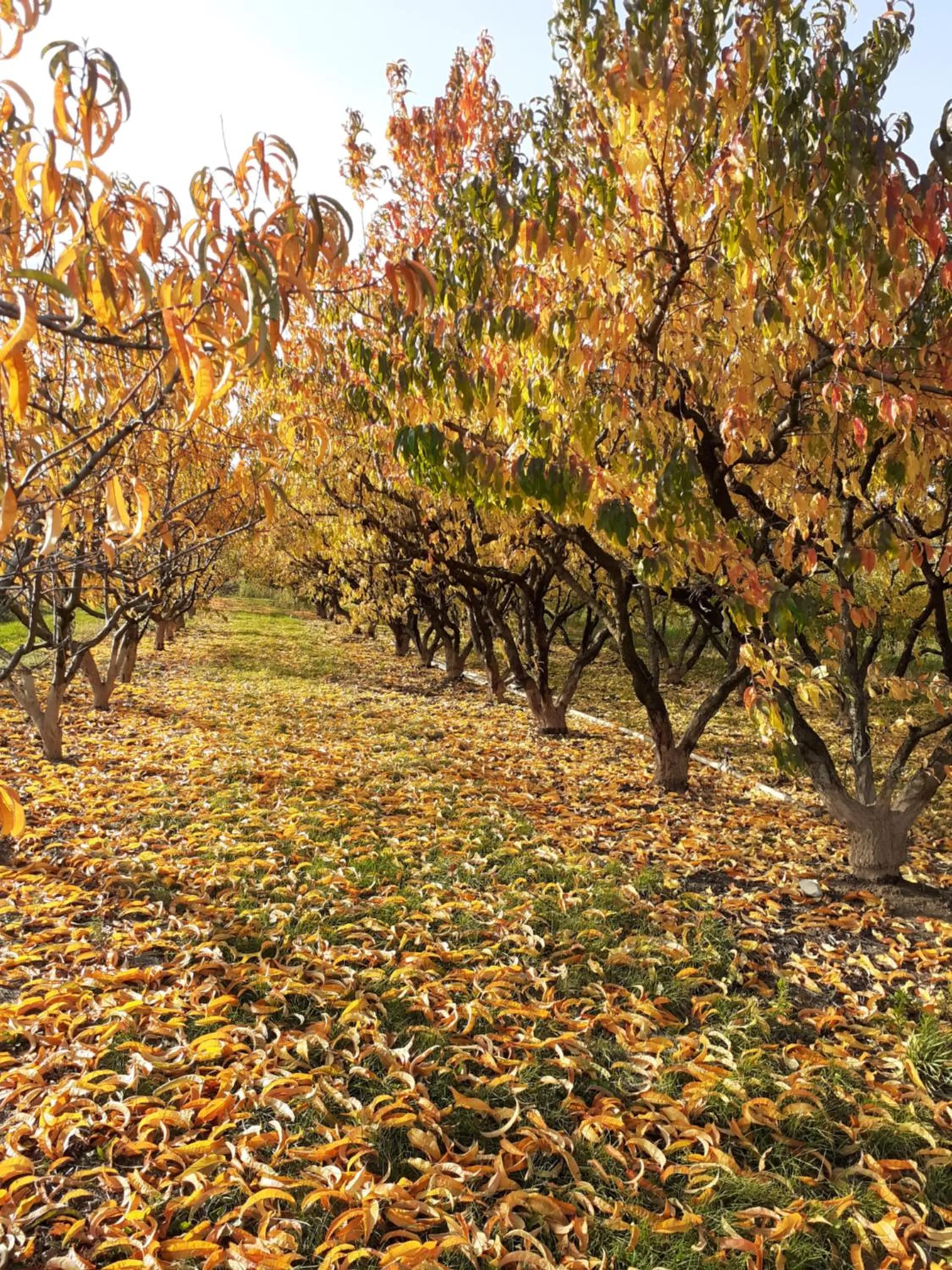 aux pieds des vignes chambre classée 2clefs