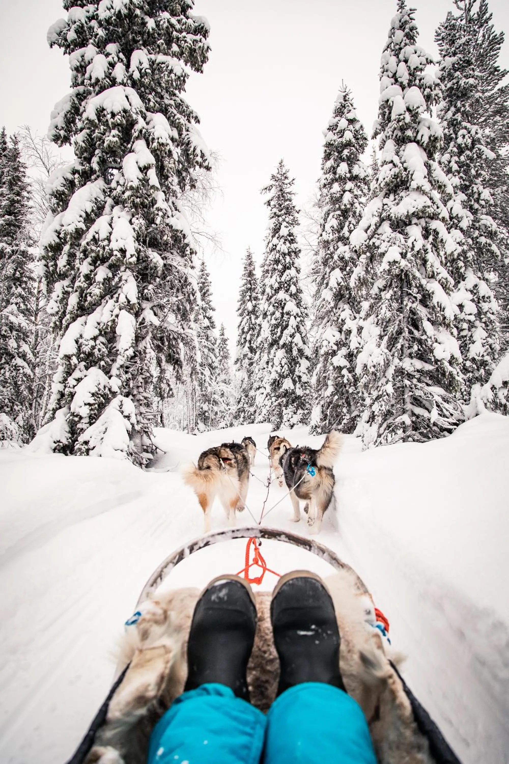 Day in Magical Pond Nature Igloos