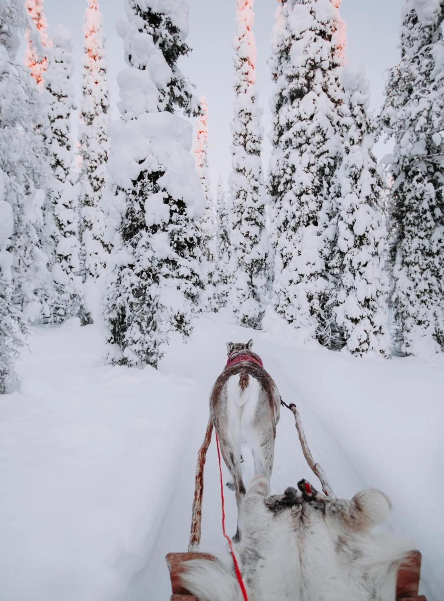 Activities in Magical Pond Nature Igloos