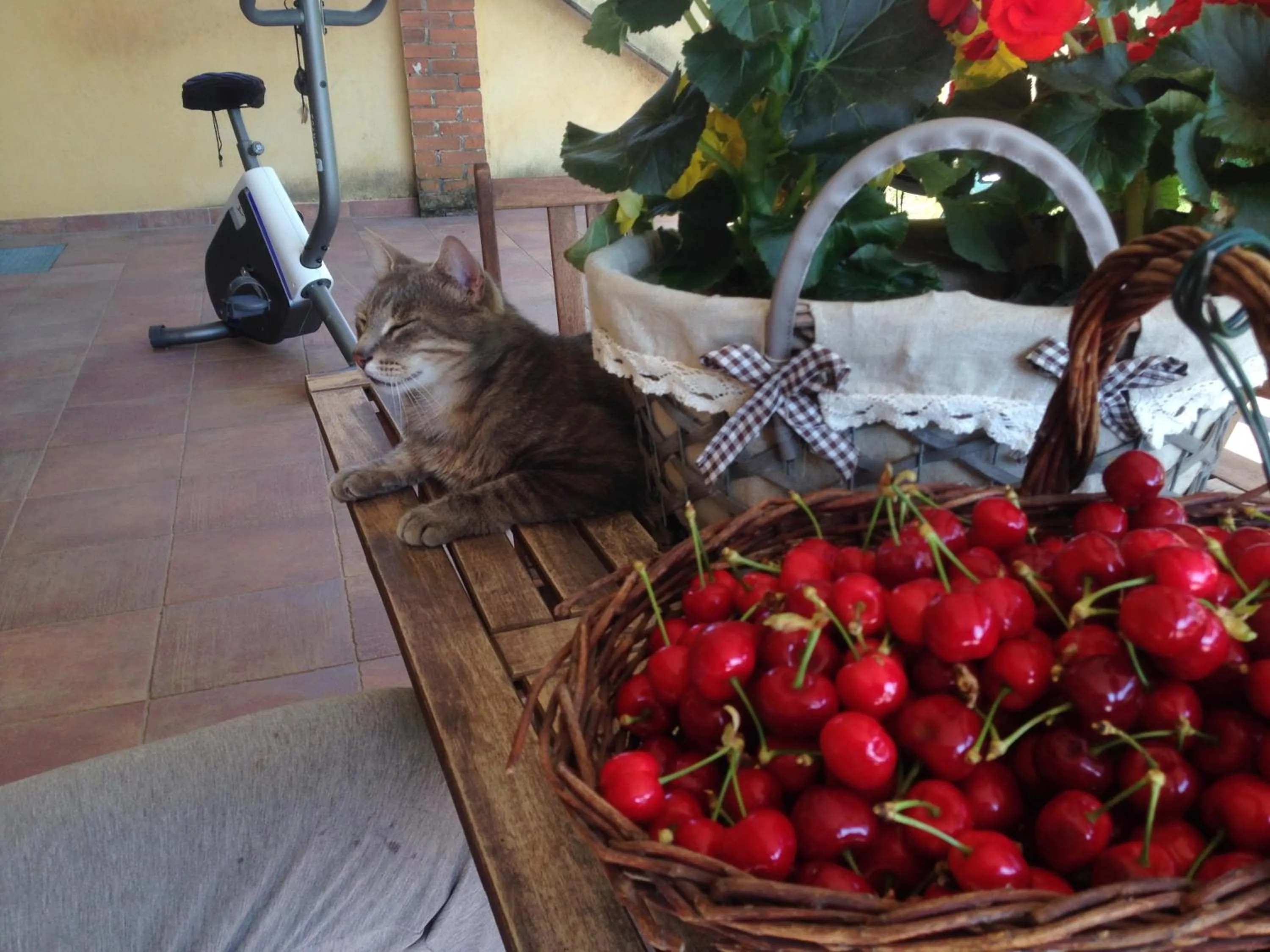 Pets in Quattro Gatti