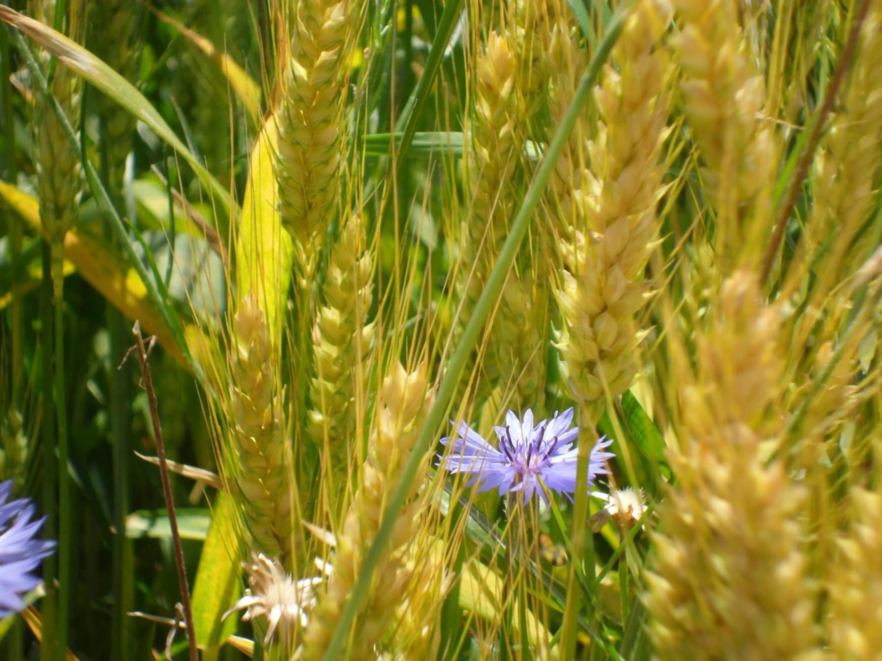 Natural landscape in Quattro Gatti