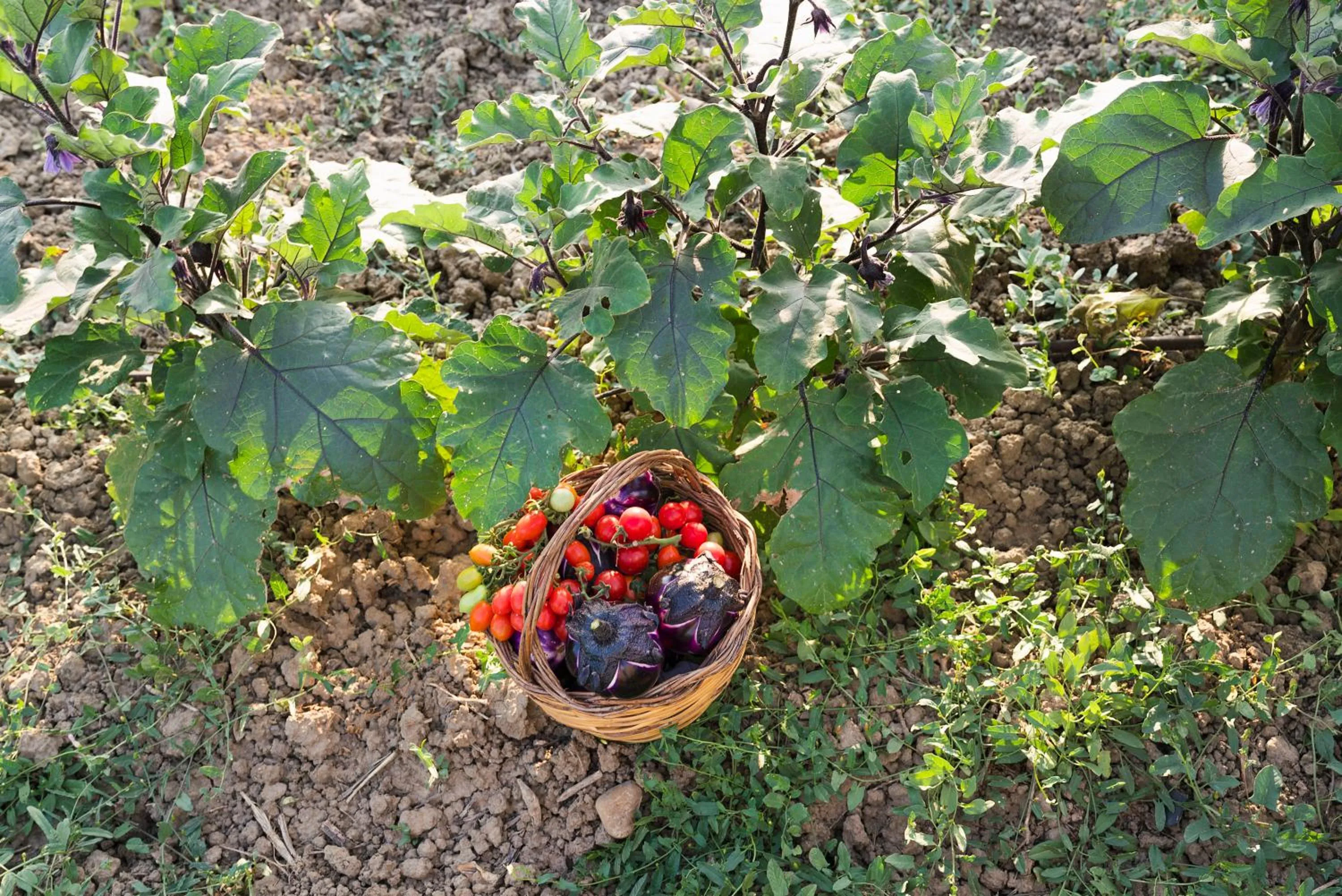 Food in Nèroli Bio Relais