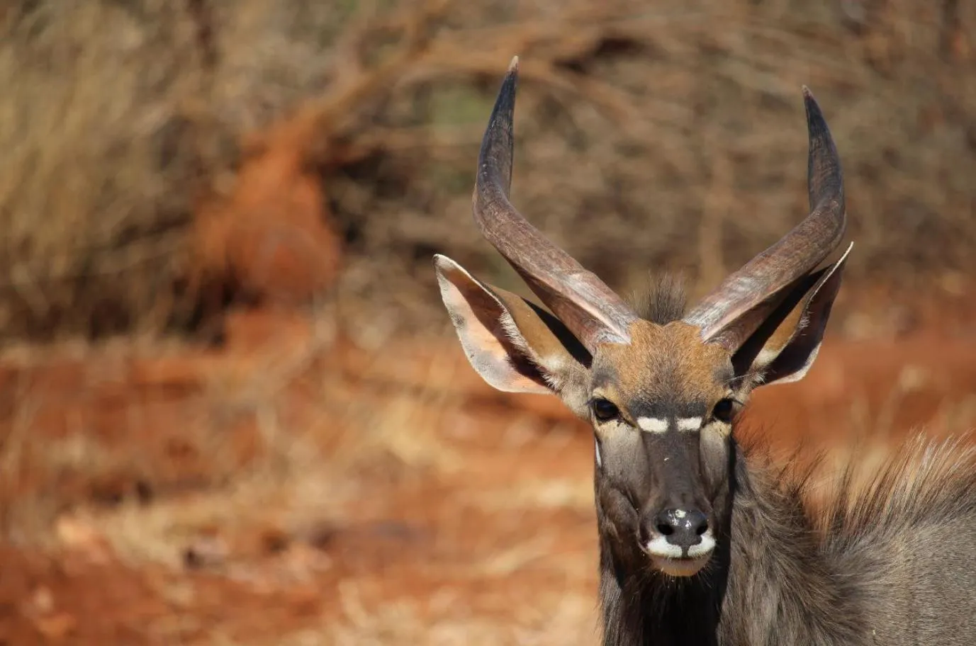 Property building in Kilima Private Game Reserve & Spa