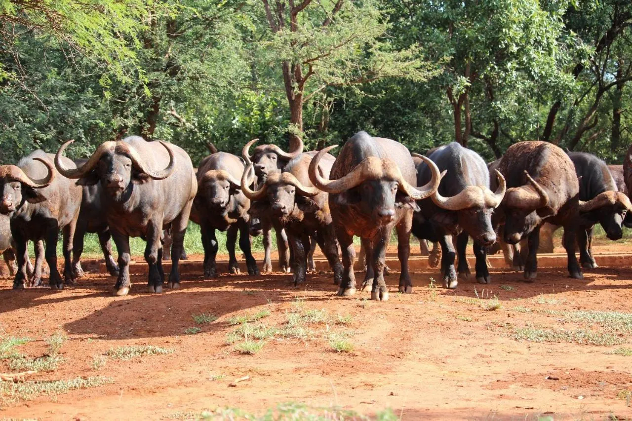 Animals in Kilima Private Game Reserve & Spa