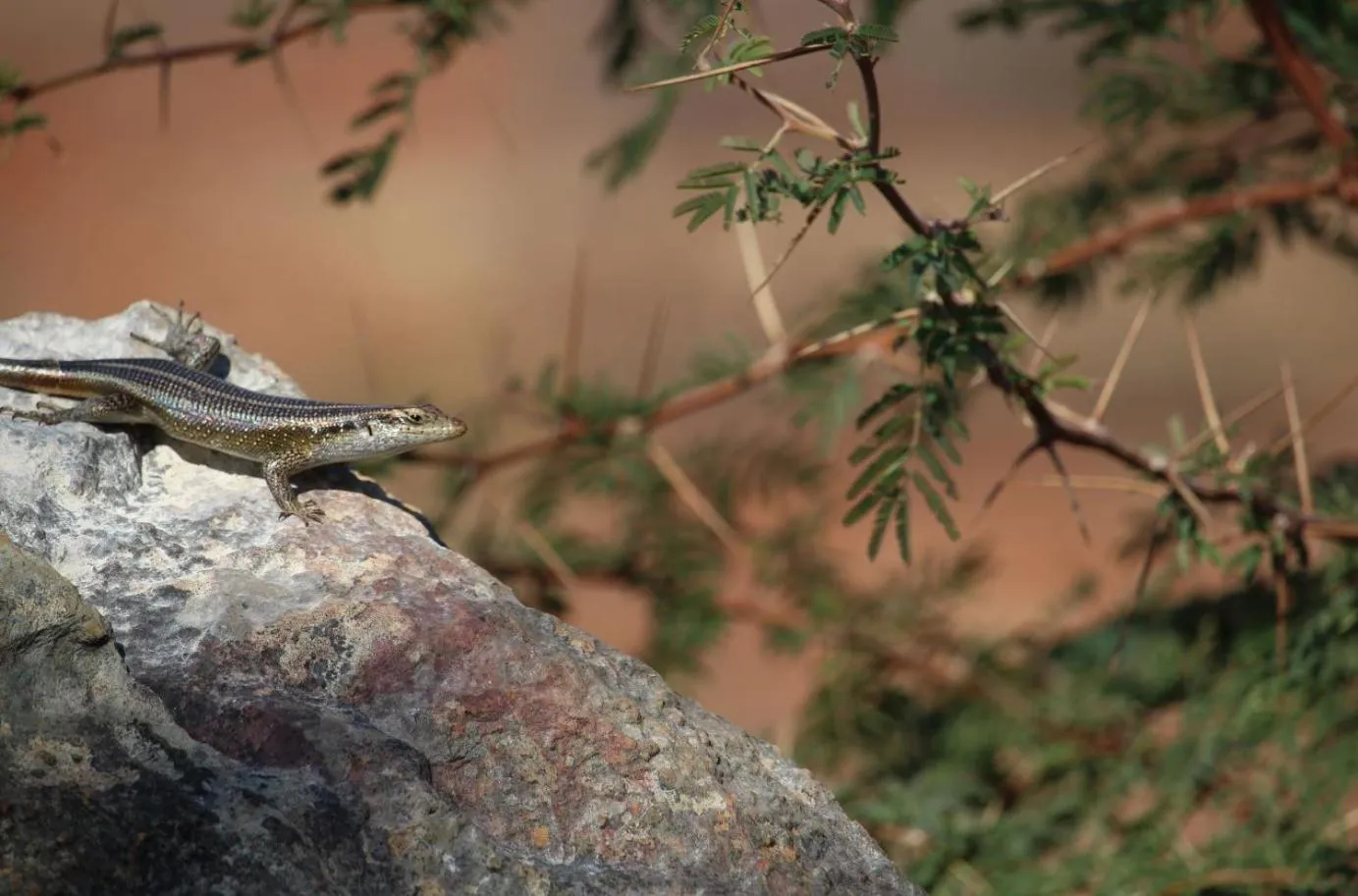 Property building in Kilima Private Game Reserve & Spa