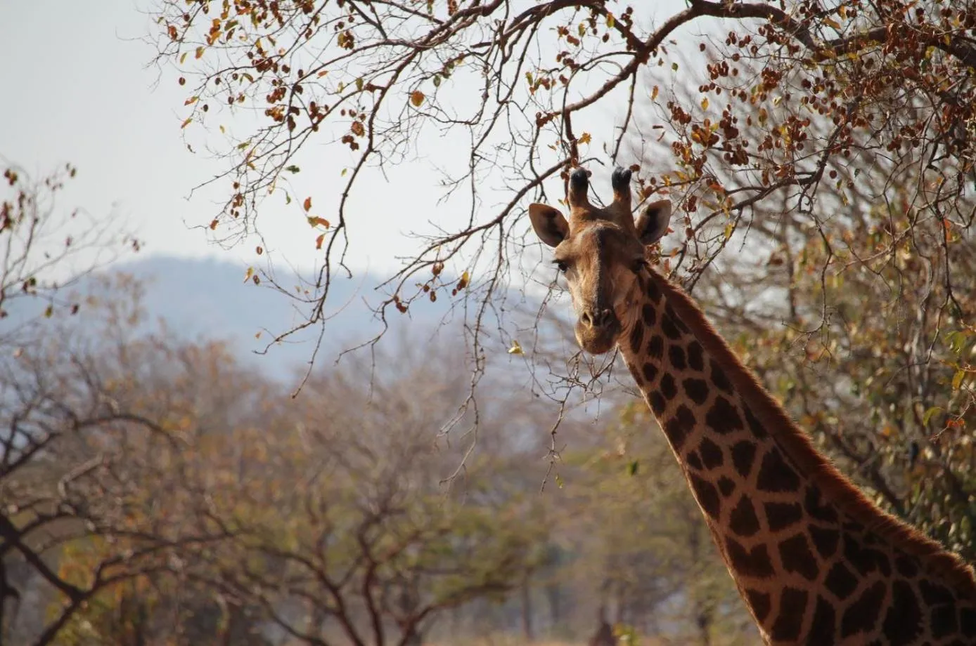 Property building in Kilima Private Game Reserve & Spa