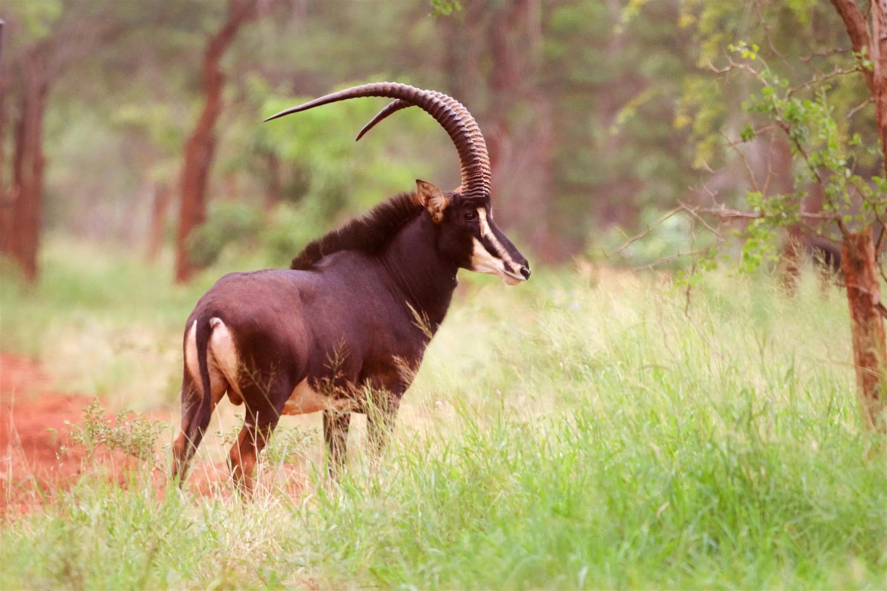 Animals in Kilima Private Game Reserve & Spa