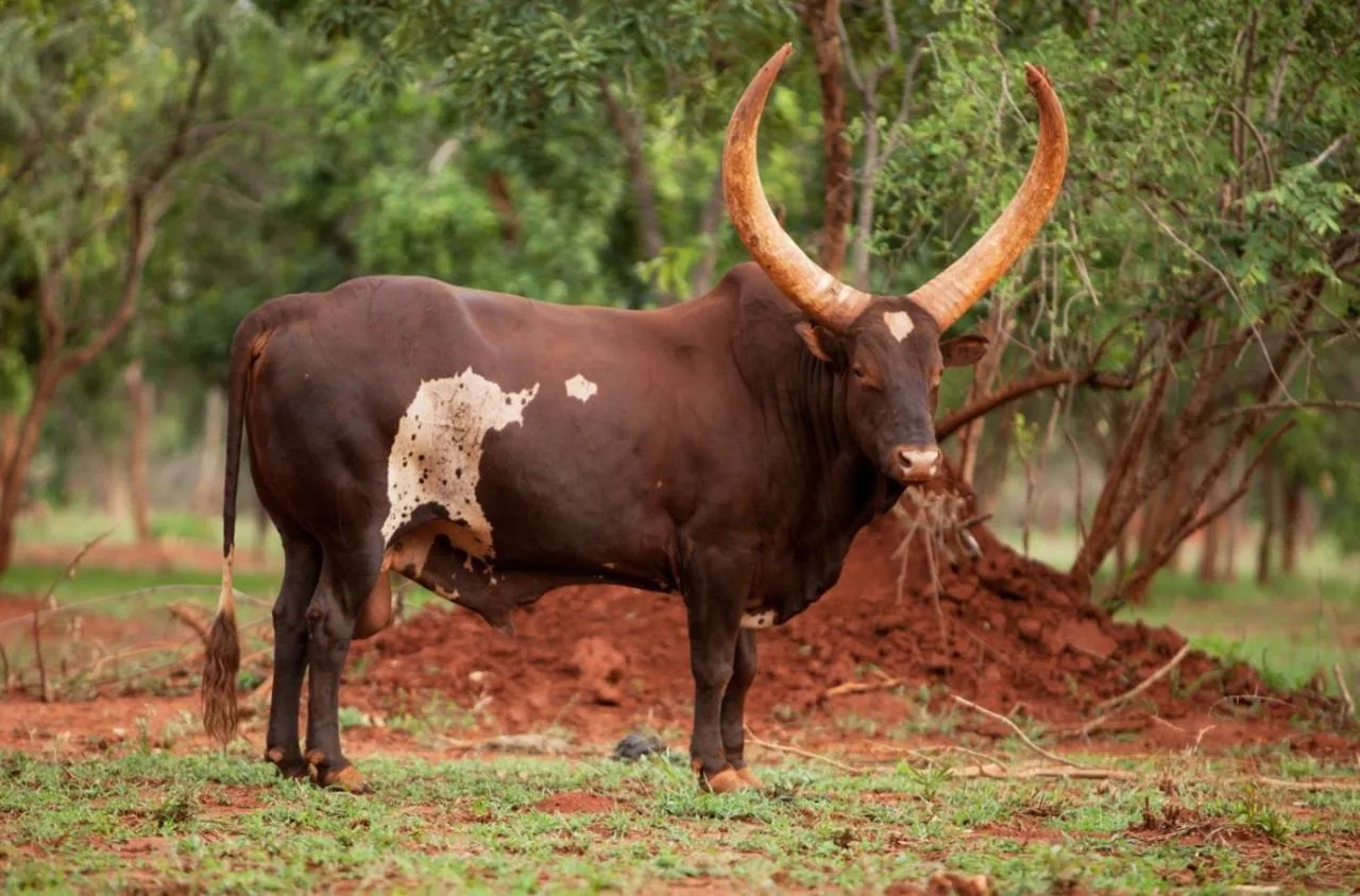 Animals in Kilima Private Game Reserve & Spa