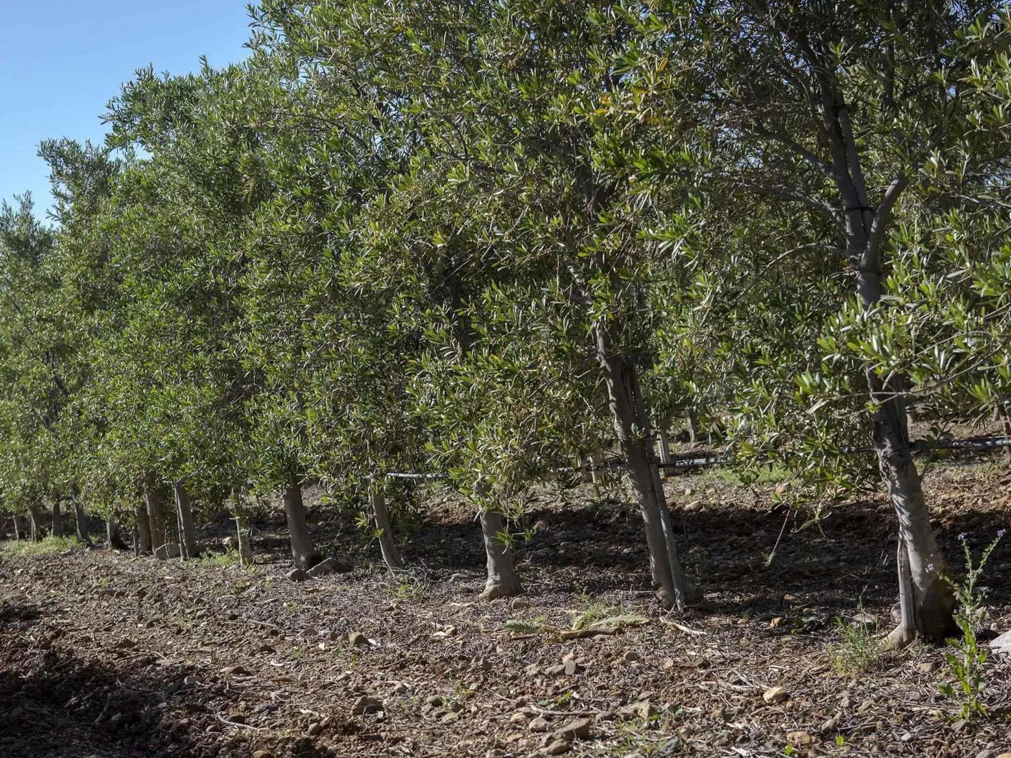 Other in Novotel Perpignan Nord Rivesaltes