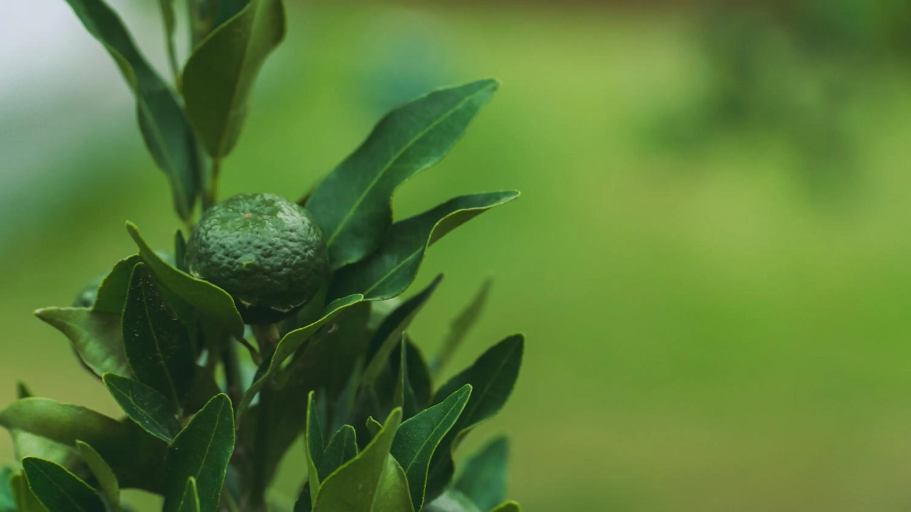Garden in Paraiso do Estaleirinho - Balneario Camboriu