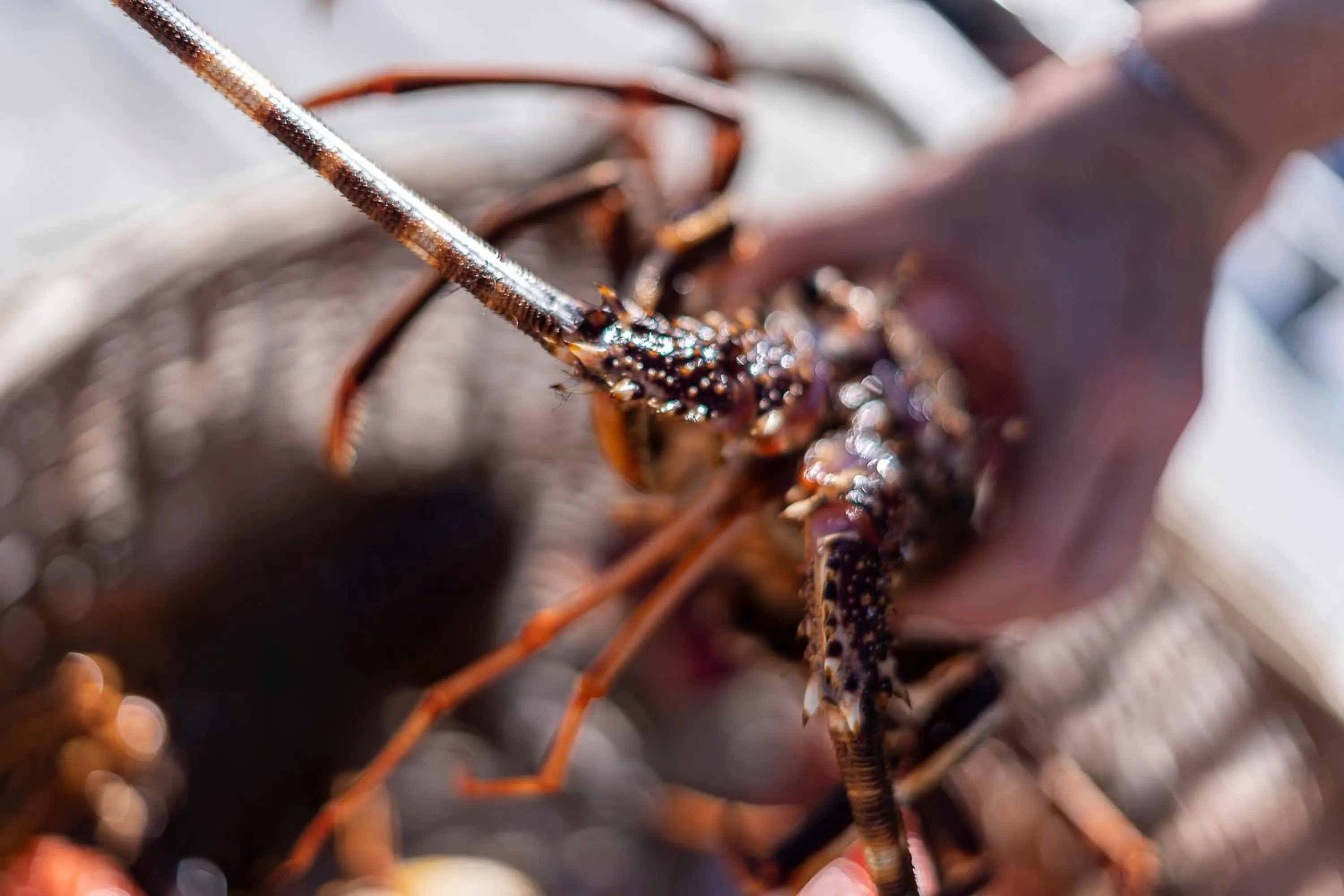 Fishing in Sofitel Golfe d'Ajaccio Thalassa Sea & Spa