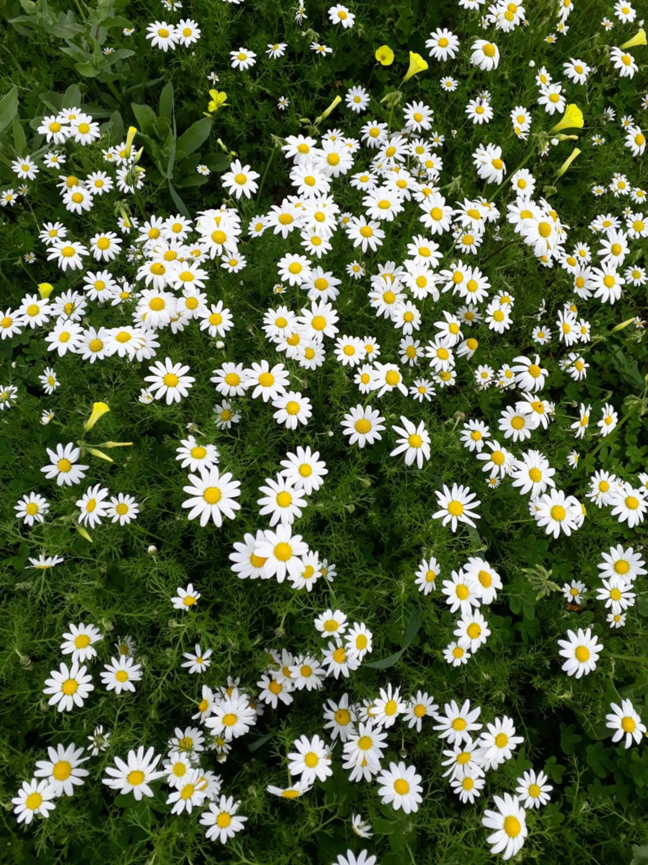 Spring in B&B S'ARROSA ANTIGA