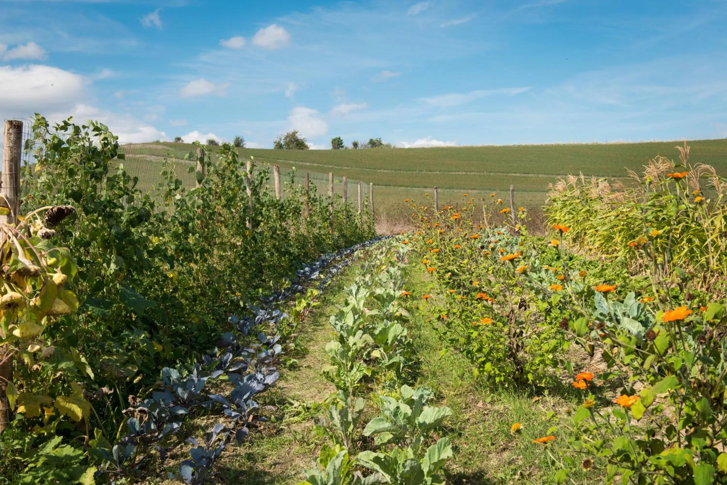 Garden in Borgo Pignano Tuscany