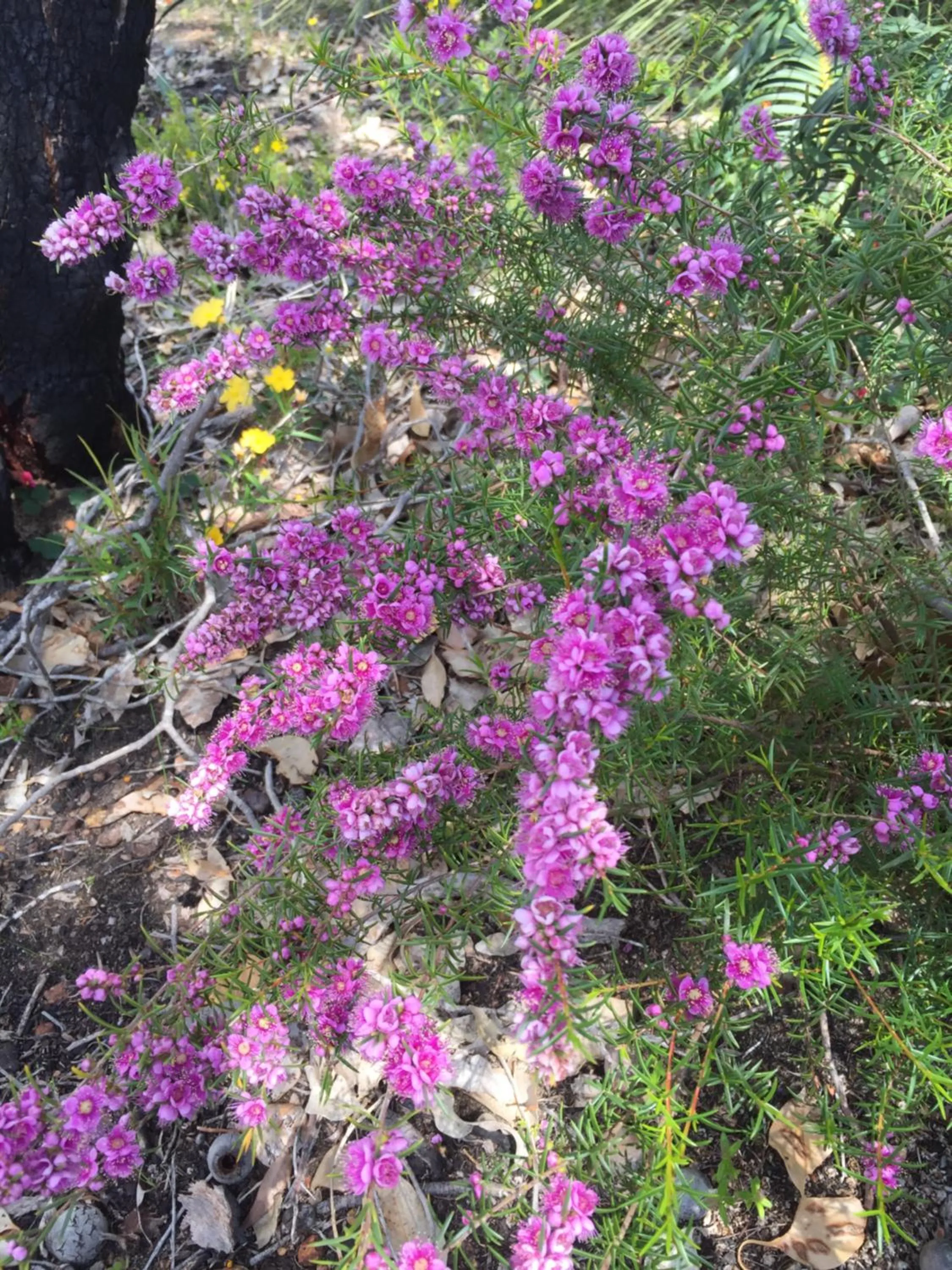 Garden in Eagle Bay House
